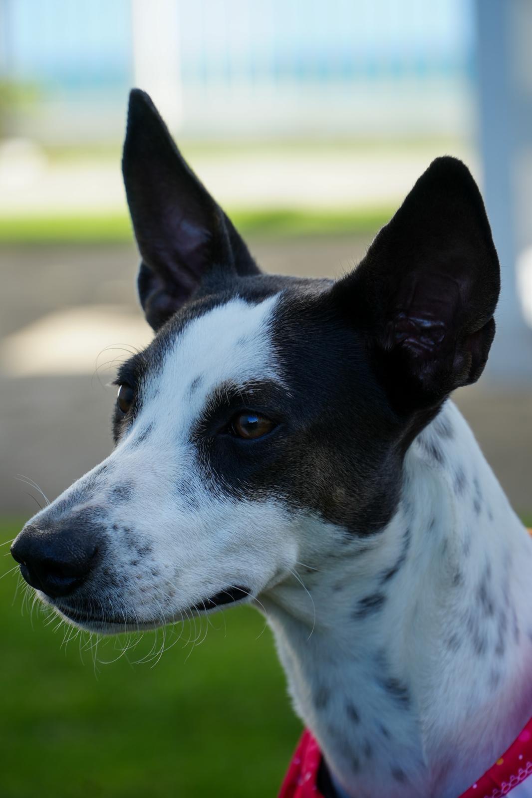 Enlarge Franny - The Freckled Momma, an adoption pending mixed breed in Carolina, PR image 3/6