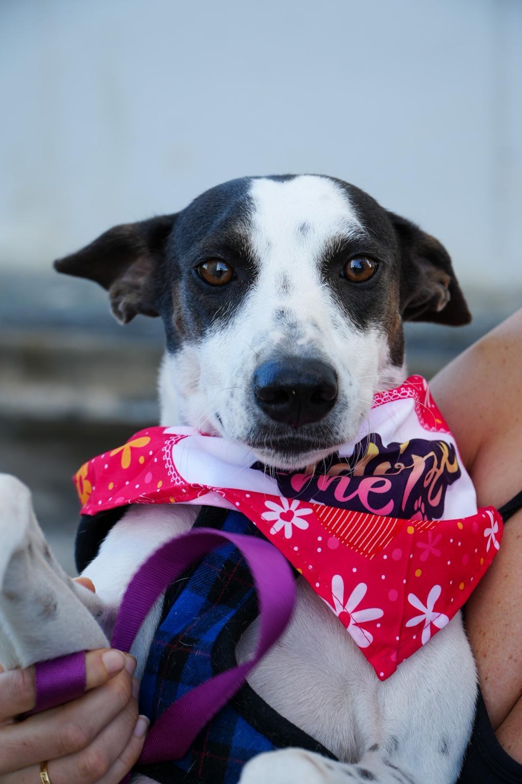 Enlarge Franny - The Freckled Momma, an adoption pending mixed breed in Carolina, PR image 4/6