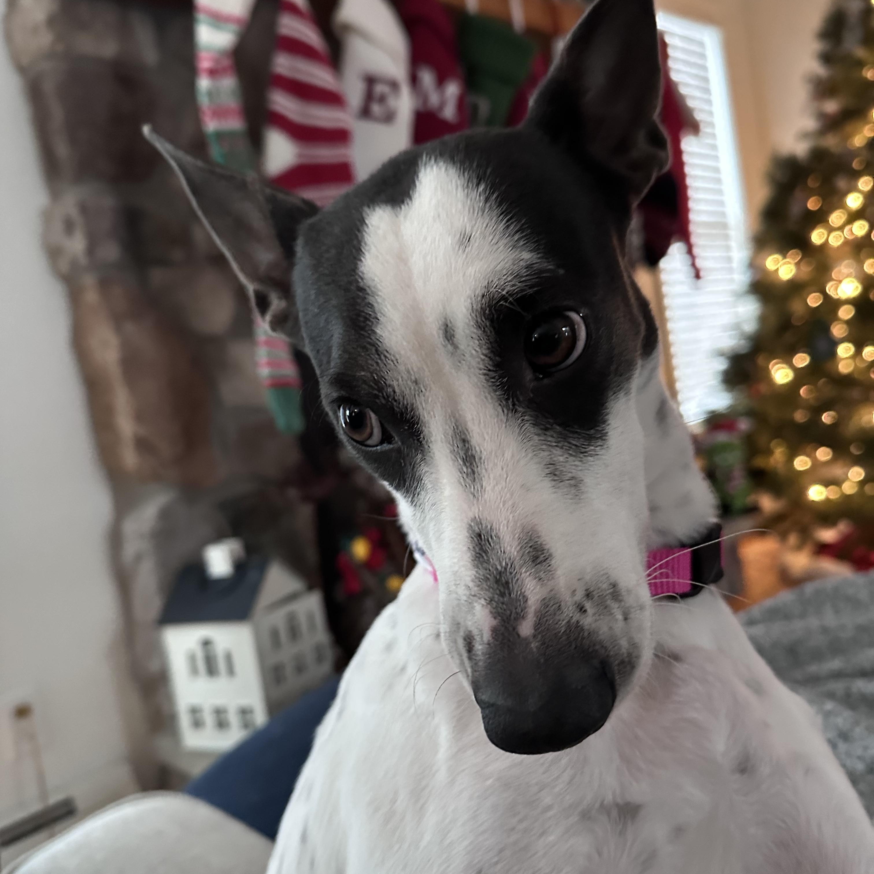 Enlarge Franny - The Freckled Momma, an adoption pending mixed breed in Carolina, PR image 5/6