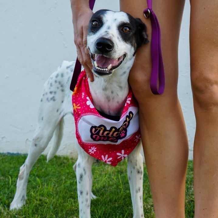 Enlarge Franny - The Freckled Momma, an adoption pending mixed breed in Carolina, PR image 6/6