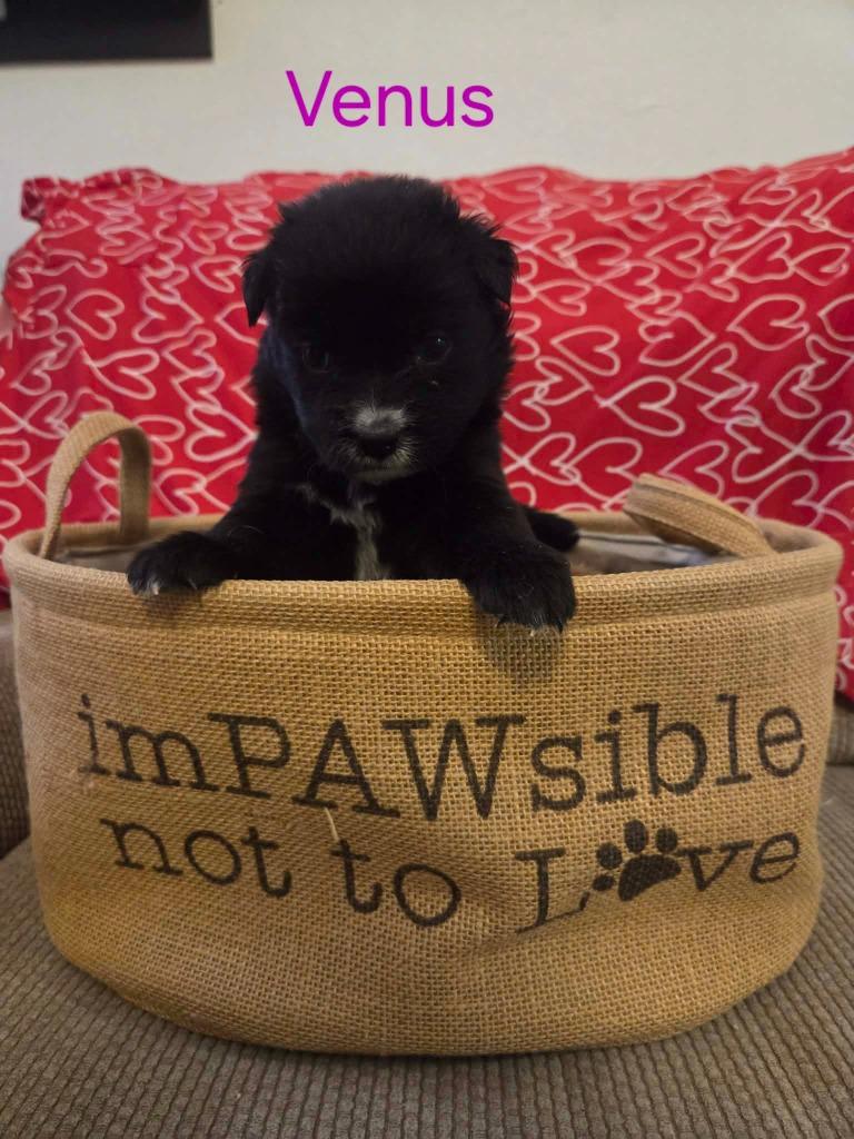 Venus, Adoptable, Puppy Female Chow Chow & Australian Cattle Dog / Blue Heeler.