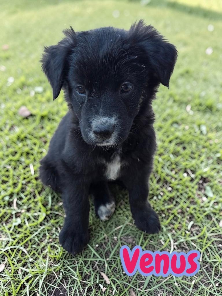 Enlarge Venus, a Adoptable mixed breed in Mesa, AZ image 2/5