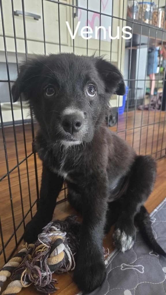 Enlarge Venus, a Adoptable mixed breed in Mesa, AZ image 3/5