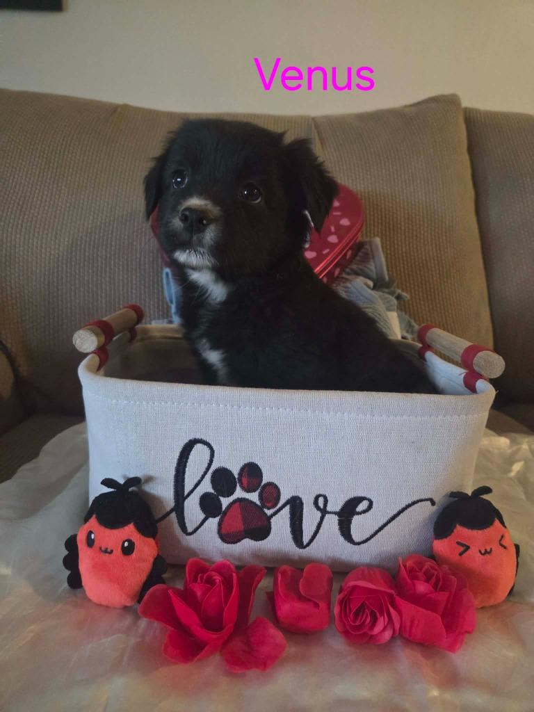 Enlarge Venus, a Adoptable mixed breed in Mesa, AZ image 5/5