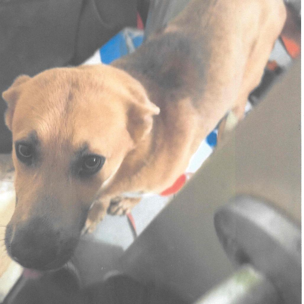 Enlarge Trigger, a Adoptable mixed breed in Dillon, SC image 1/1