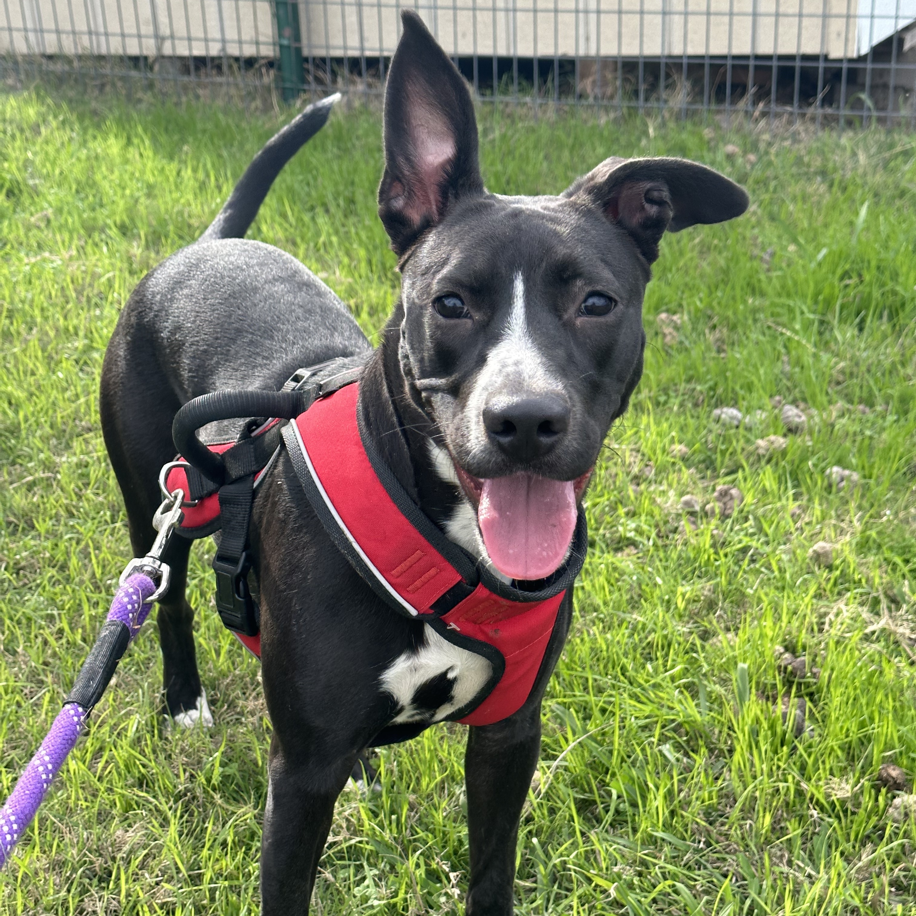 Enlarge Bella, a Adoptable mixed breed in Celina, TX image 1/6