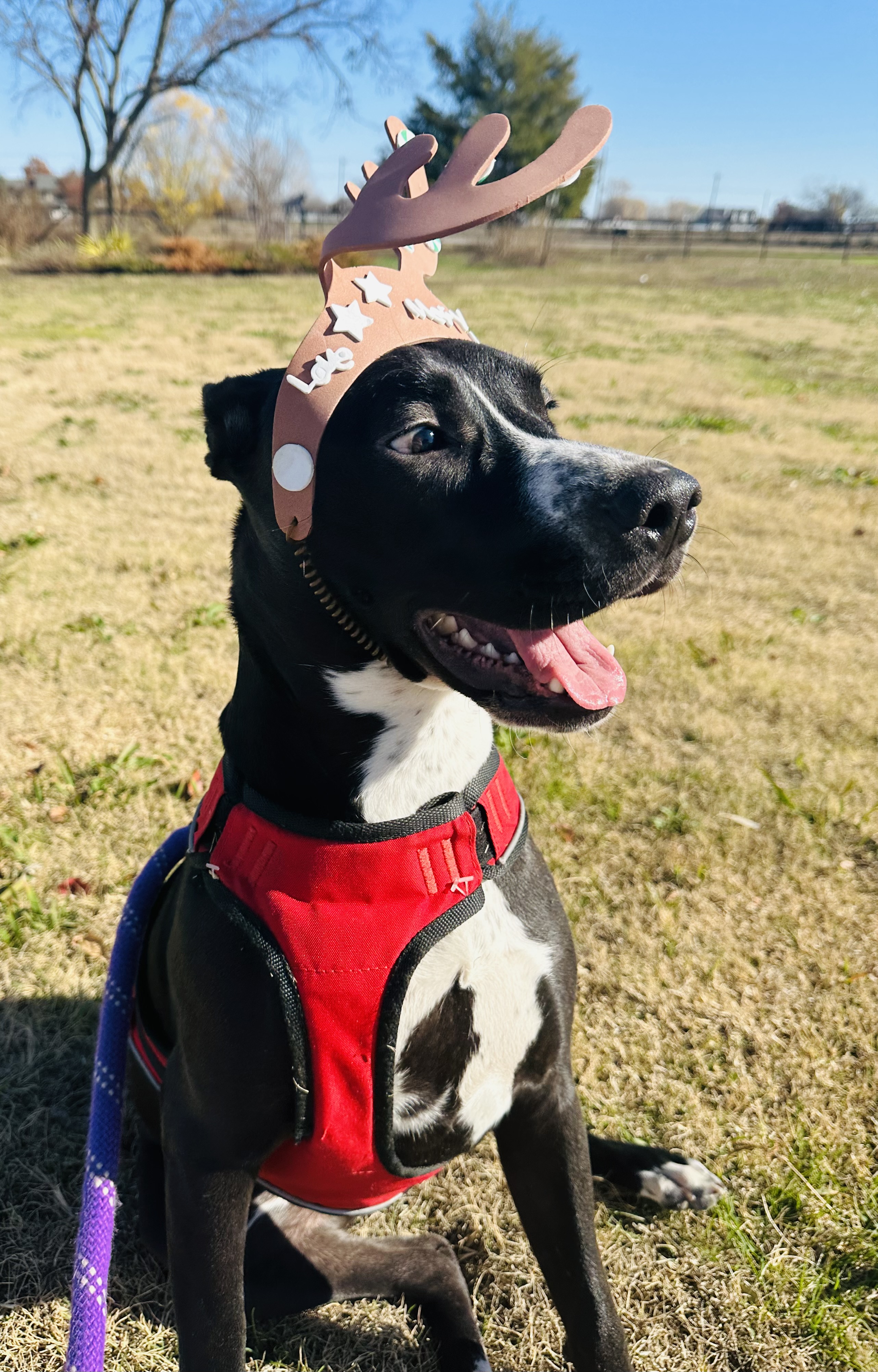 Enlarge Bella, a Adoptable mixed breed in Celina, TX image 2/6