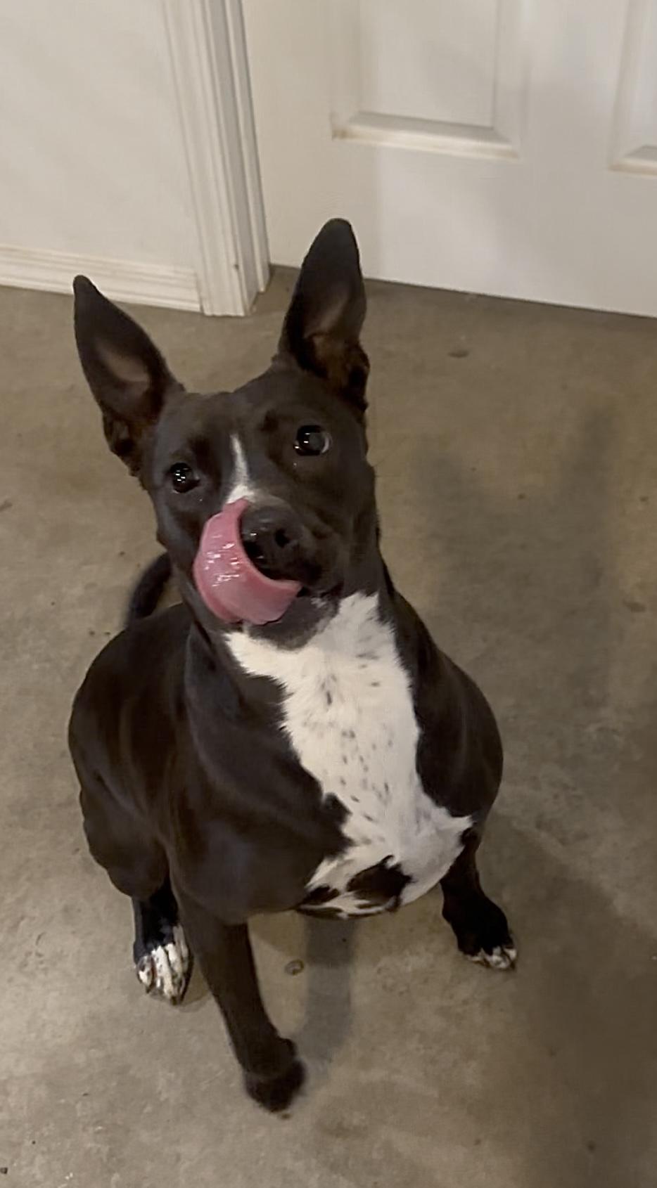 Enlarge Bella, a Adoptable mixed breed in Celina, TX image 3/6