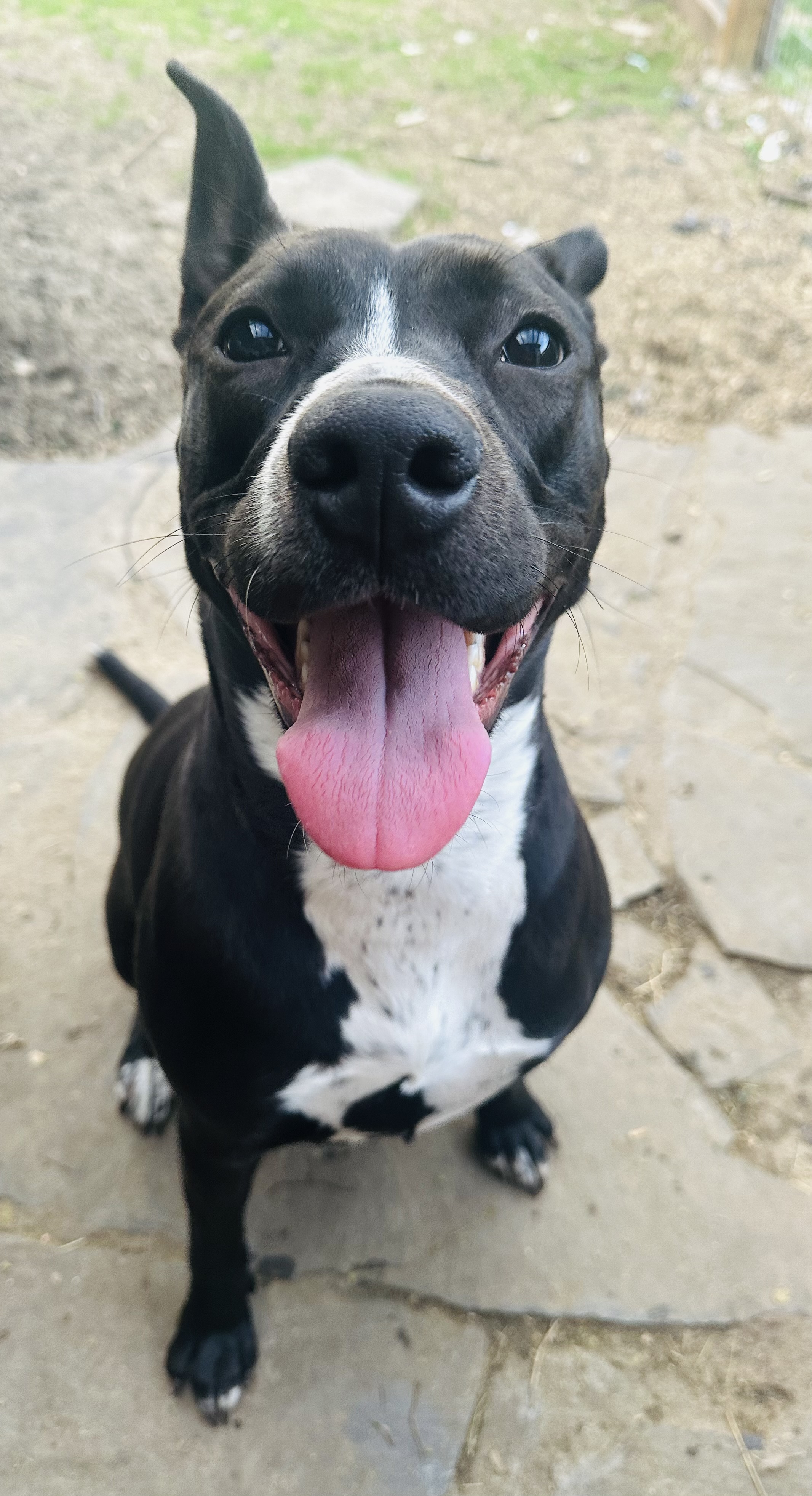 Enlarge Bella, a Adoptable mixed breed in Celina, TX image 5/6