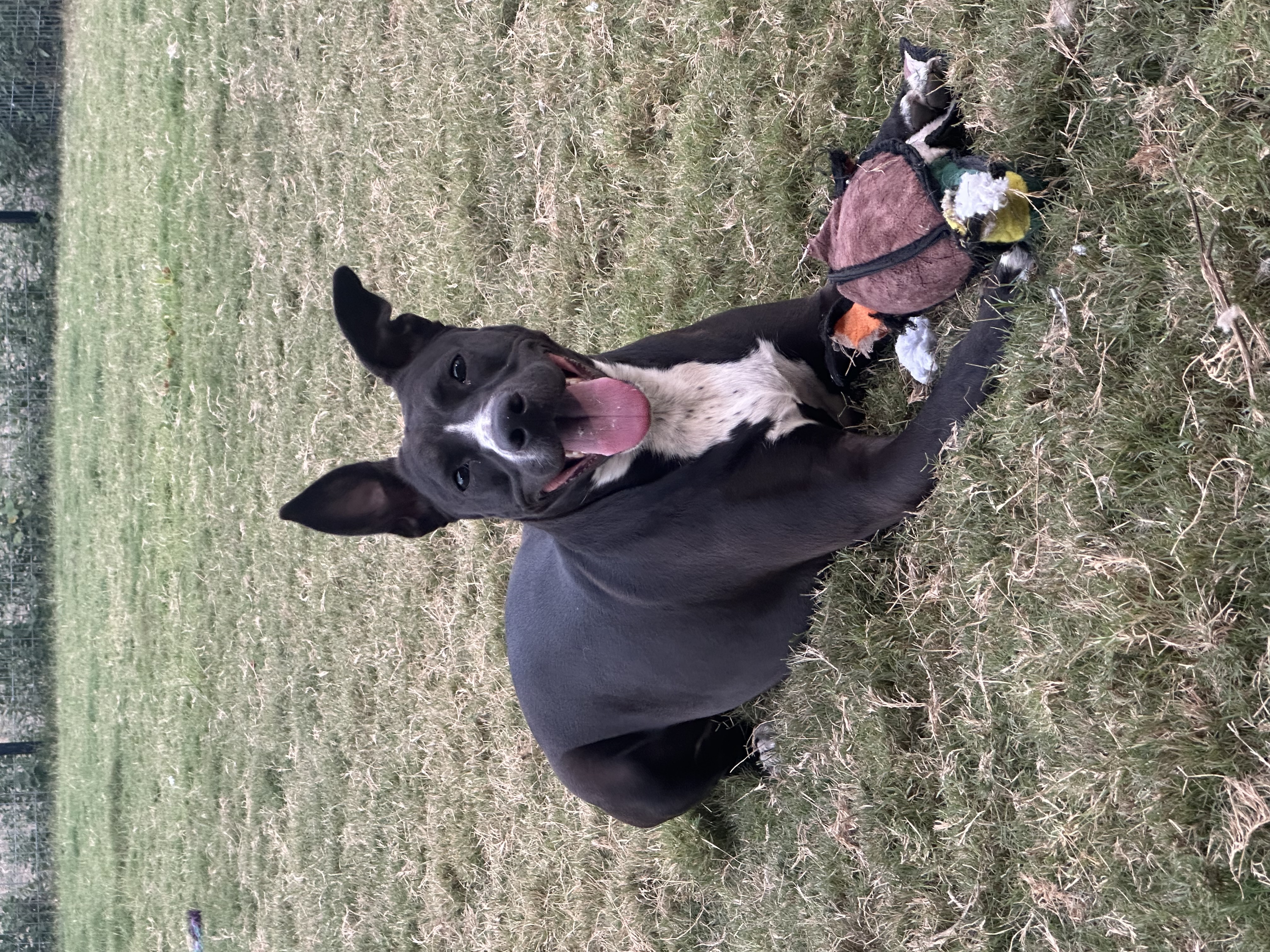 Enlarge Bella, a Adoptable mixed breed in Celina, TX image 6/6