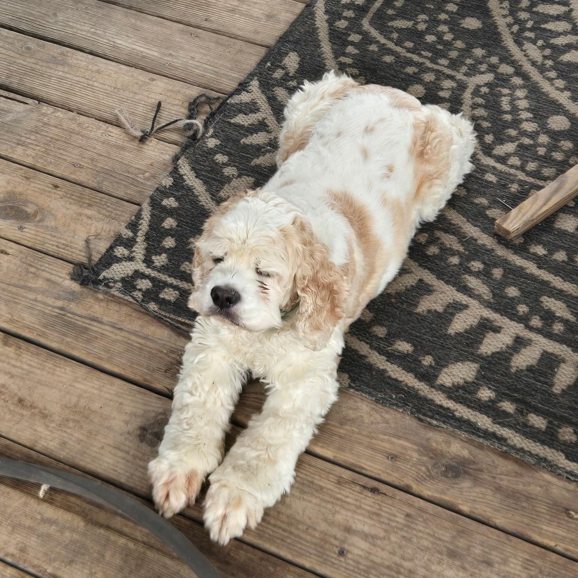 Buffy, ADOPTABLE, Senior Female Cocker Spaniel.