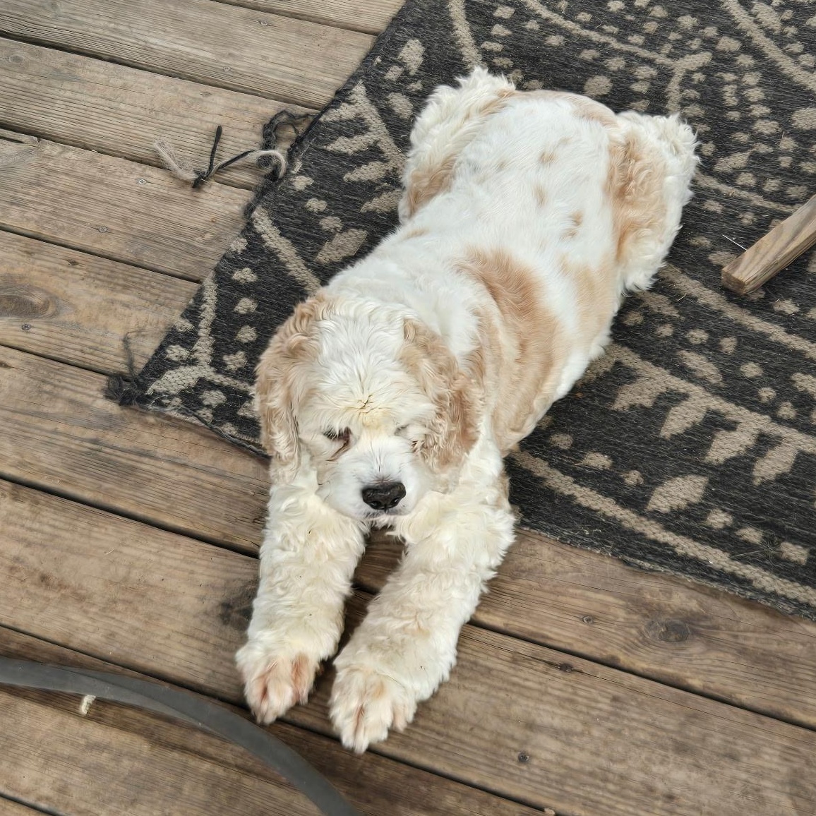 Enlarge Buffy, a ADOPTABLE Cocker Spaniel in Grove, OK image 3/3