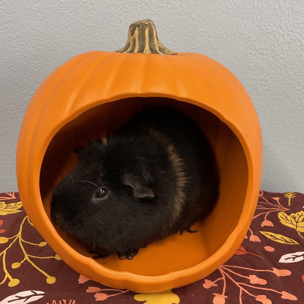 Enlarge Reese's puff, a Adoptable Guinea Pig in Henderson, NV image 1/1
