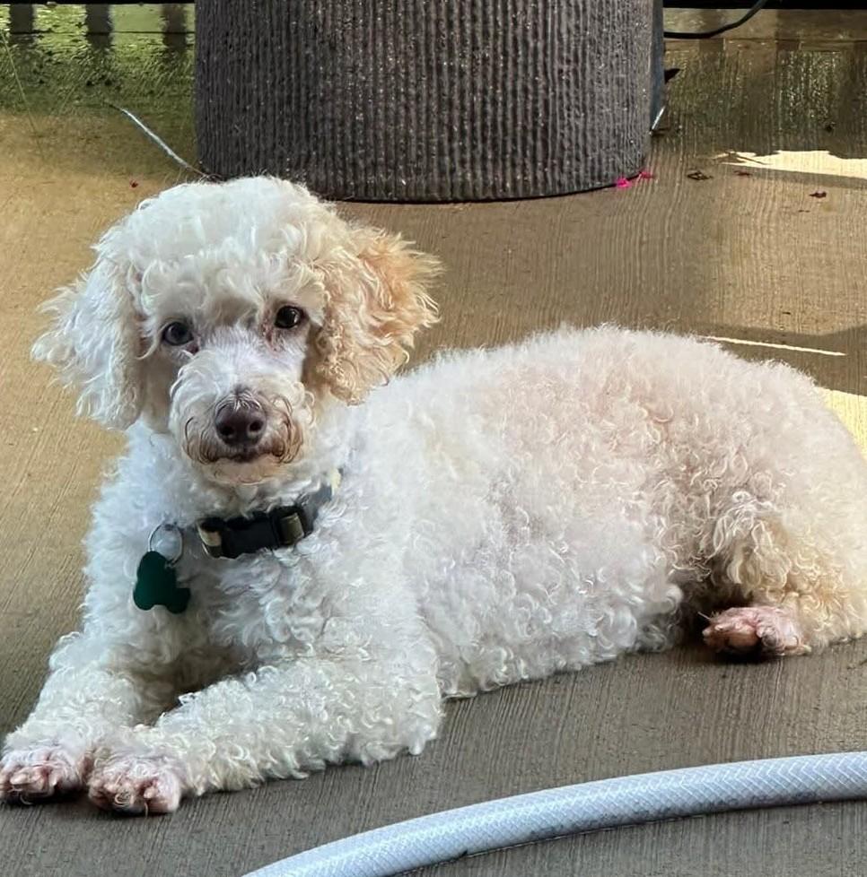 Enlarge Princess, a ADOPTABLE Poodle in Blue Springs, MO image 4/6