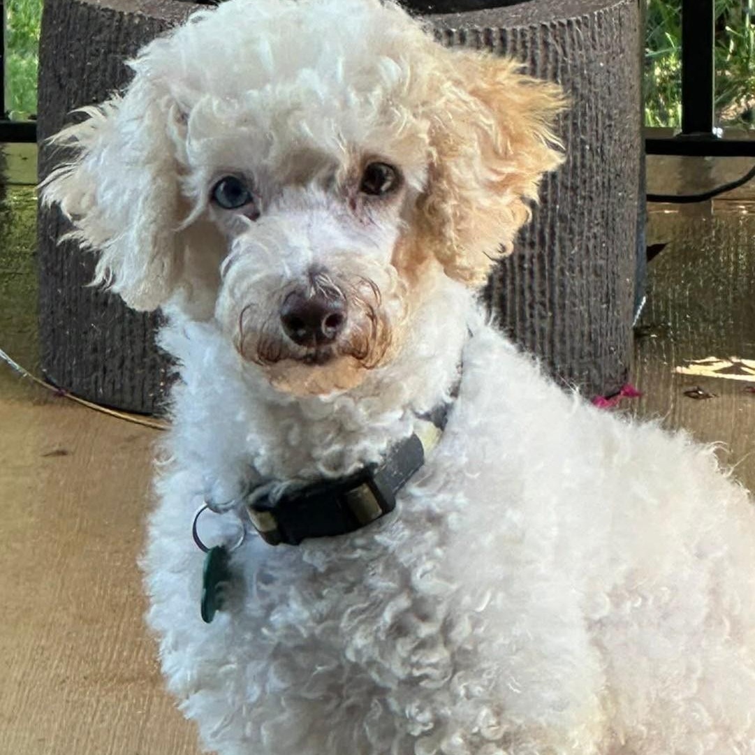 Enlarge Princess, a ADOPTABLE Poodle in Blue Springs, MO image 1/6