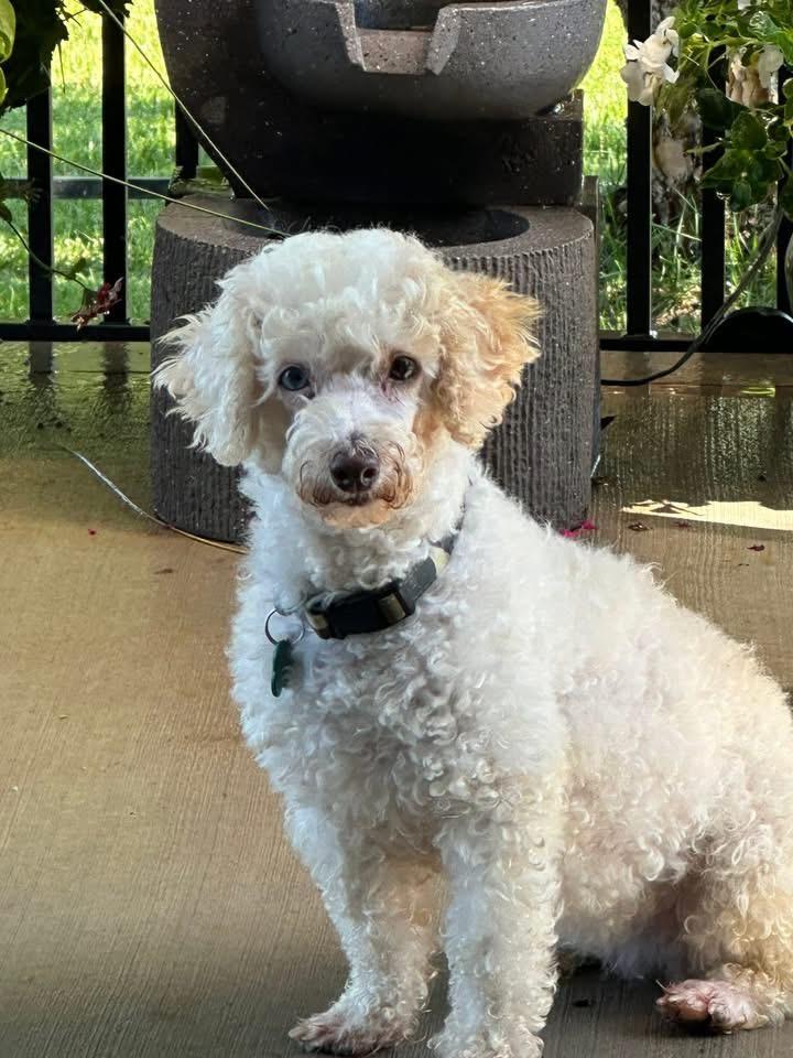 Enlarge Princess, a ADOPTABLE Poodle in Blue Springs, MO image 6/6