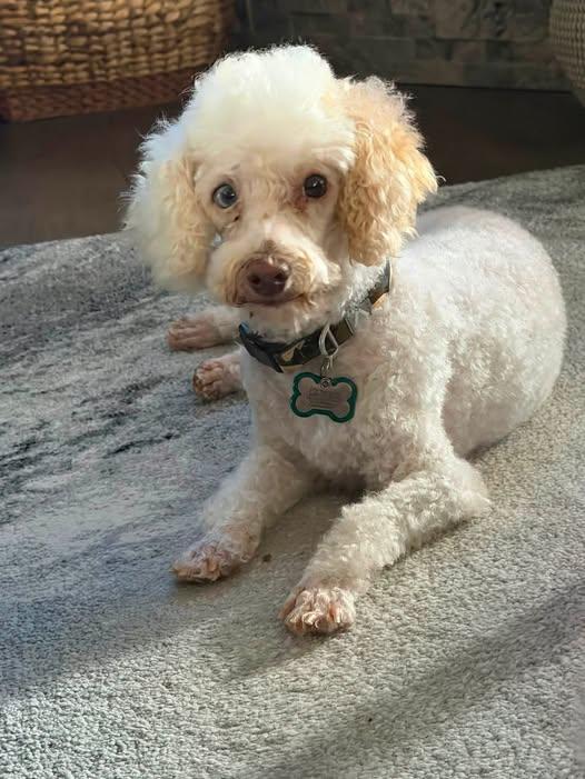 Enlarge Princess, a ADOPTABLE Poodle in Blue Springs, MO image 3/6