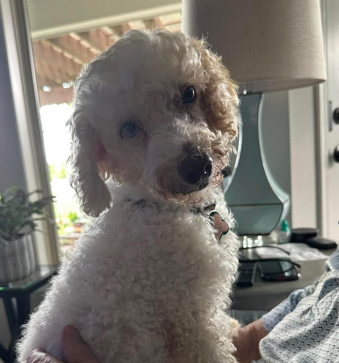 Enlarge Princess, a ADOPTABLE Poodle in Blue Springs, MO image 2/6