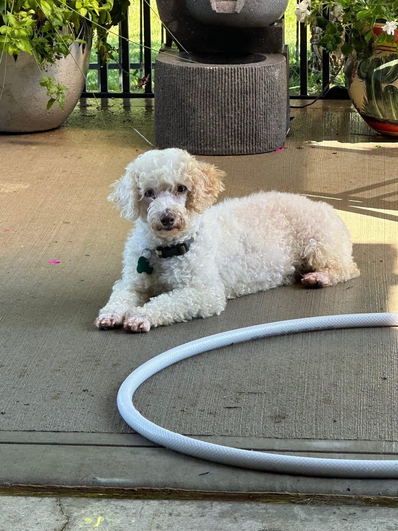 Enlarge Princess, a ADOPTABLE Poodle in Blue Springs, MO image 5/6