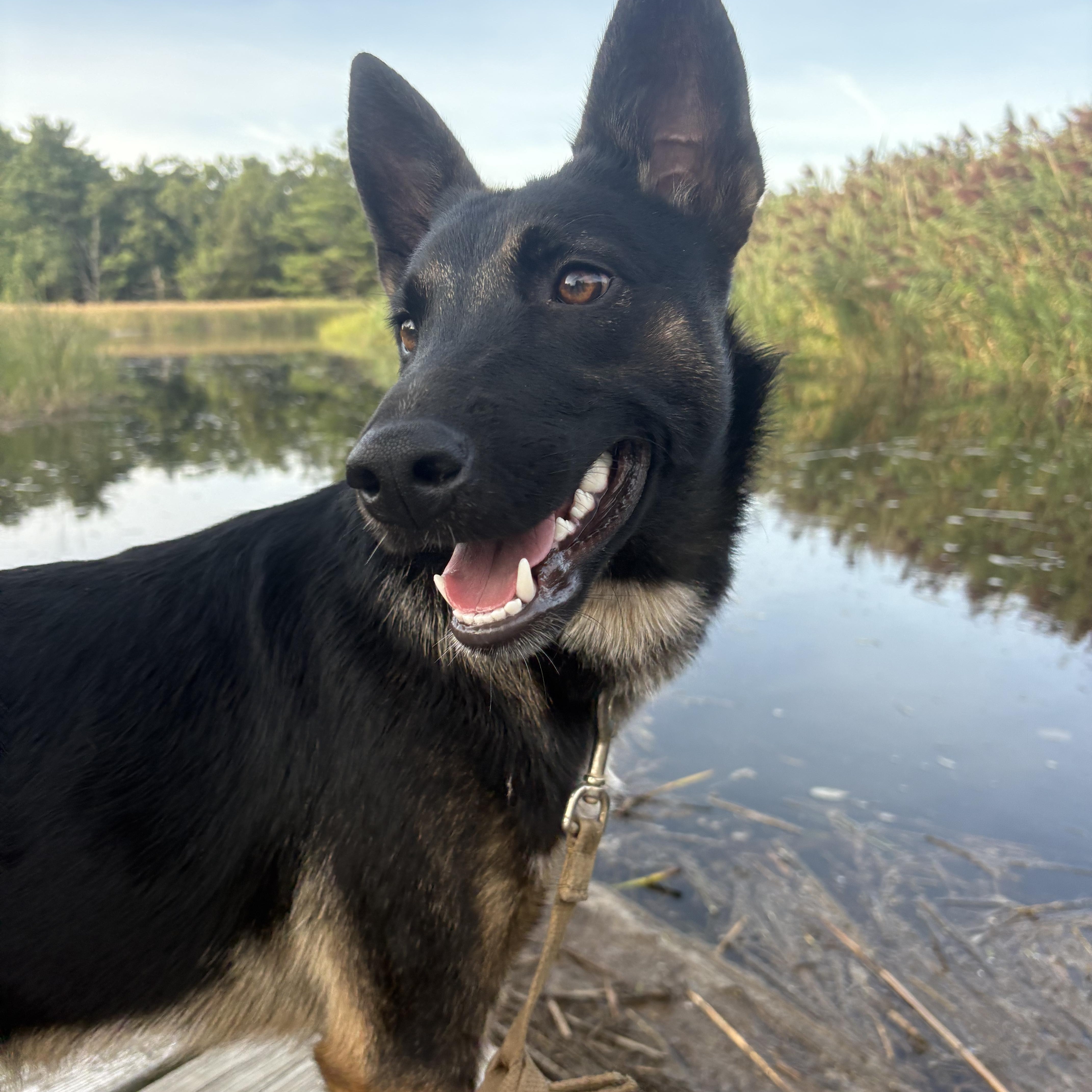 Kona, Adoptable, Young Female German Shepherd Dog.