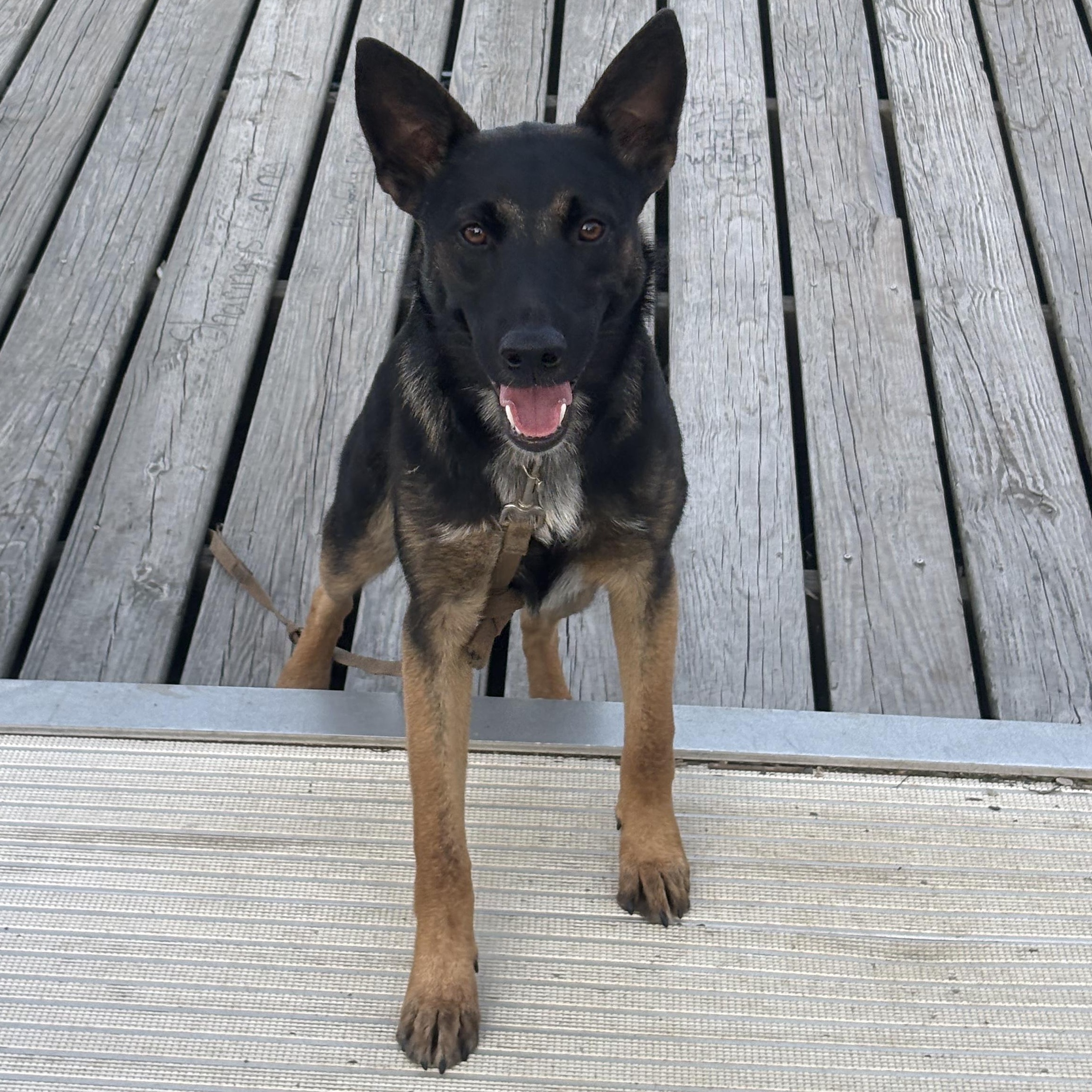 Enlarge Kona, a Adoptable German Shepherd Dog in Duxbury, MA image 2/3