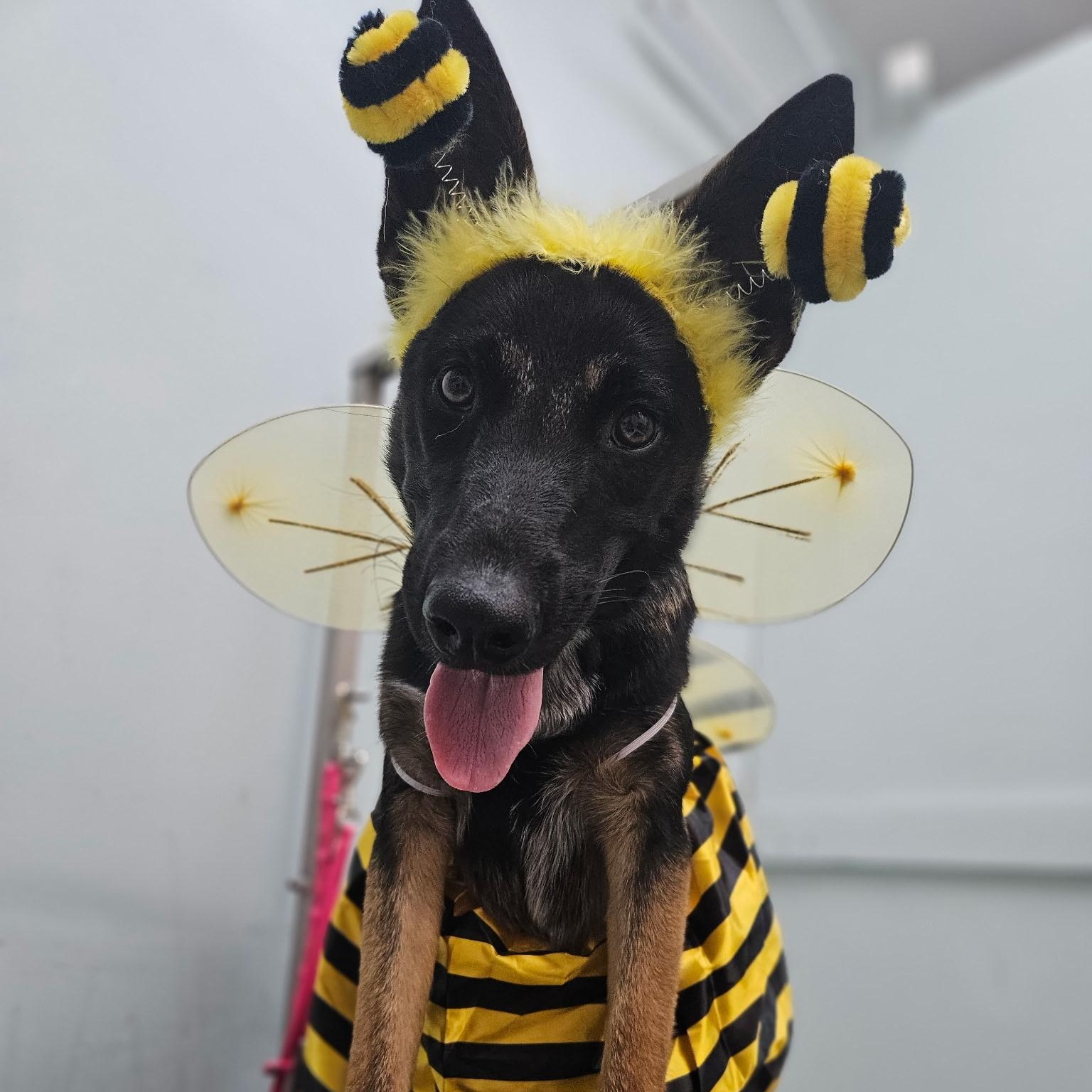 Enlarge Kona, a Adoptable German Shepherd Dog in Duxbury, MA image 3/3