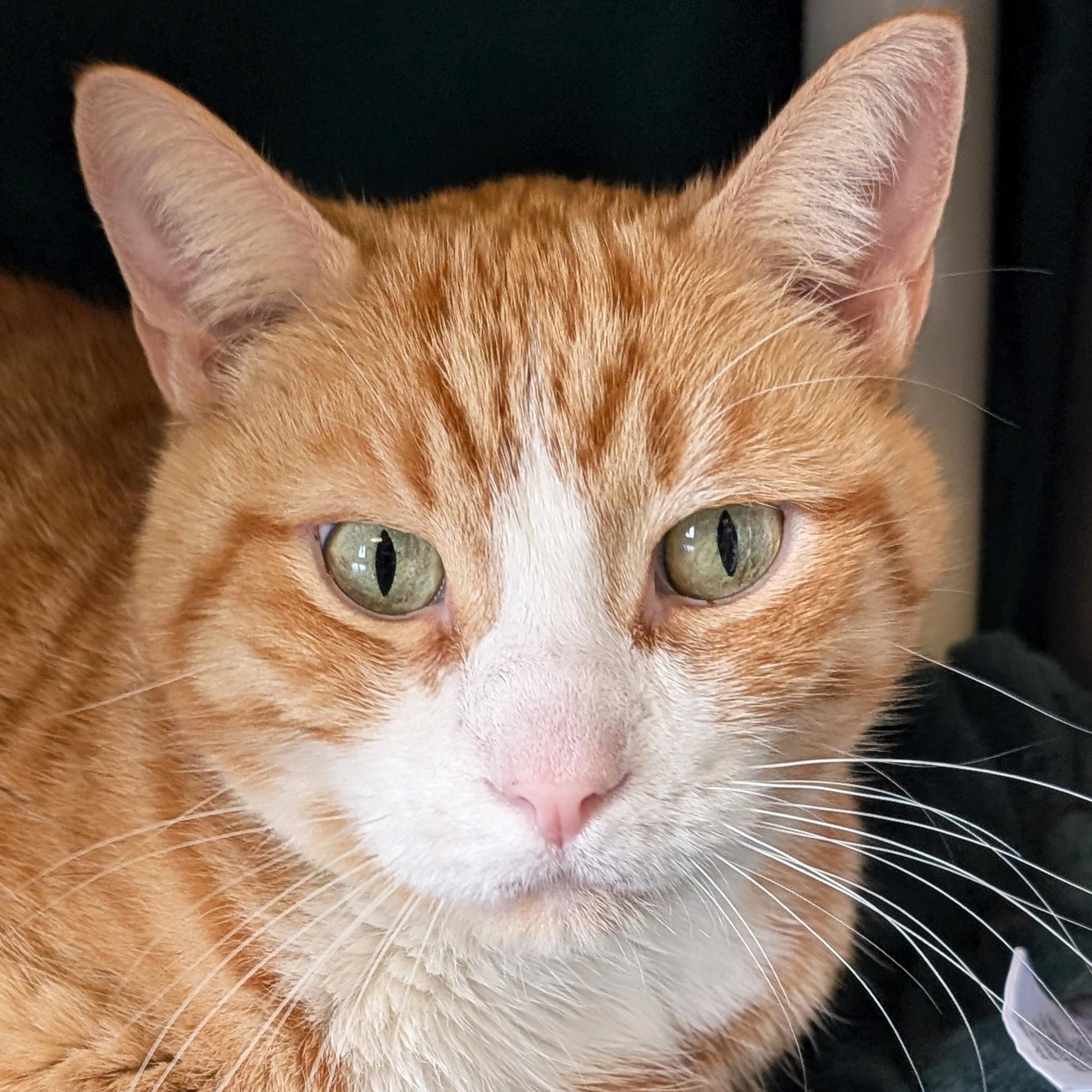Simon, Adoptable, Adult Male Domestic Short Hair.