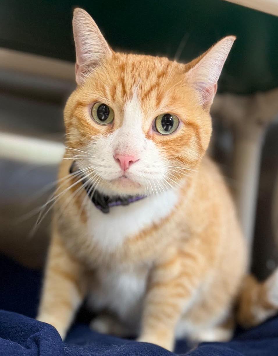Enlarge Simon, a Adoptable Domestic Short Hair in Jefferson, WI image 2/2