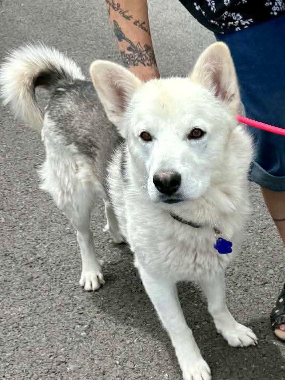 Sailor, Adoptable, Young Male Siberian Husky.