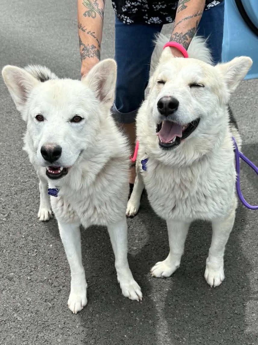 Sailor, a Adoptable Siberian Husky in Cedar Crest, NM image 2/2