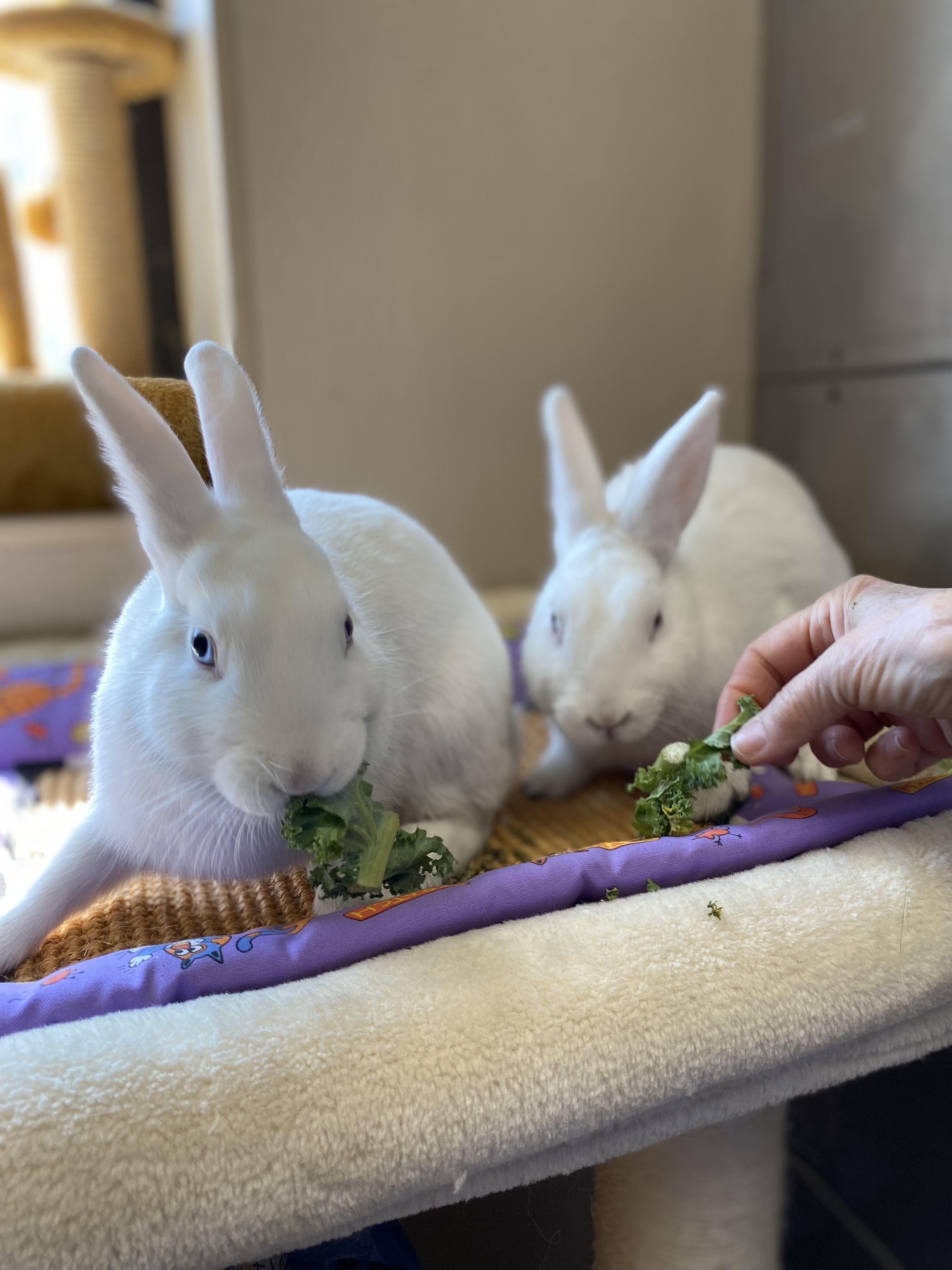 Skyler and Penelope, a Adoptable American in Somerset, NJ image 2/5