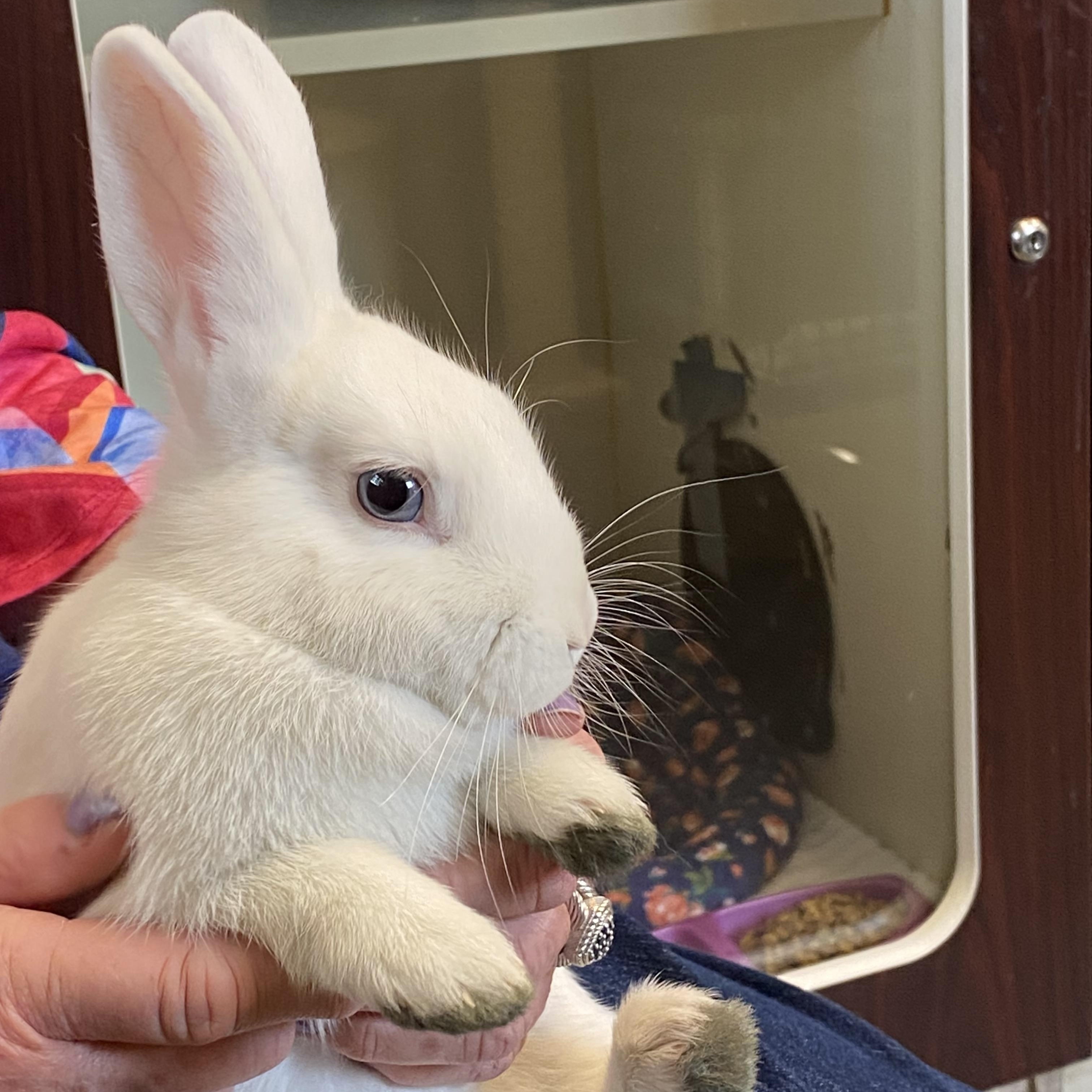 Skyler and Penelope, a Adoptable American in Somerset, NJ image 3/5