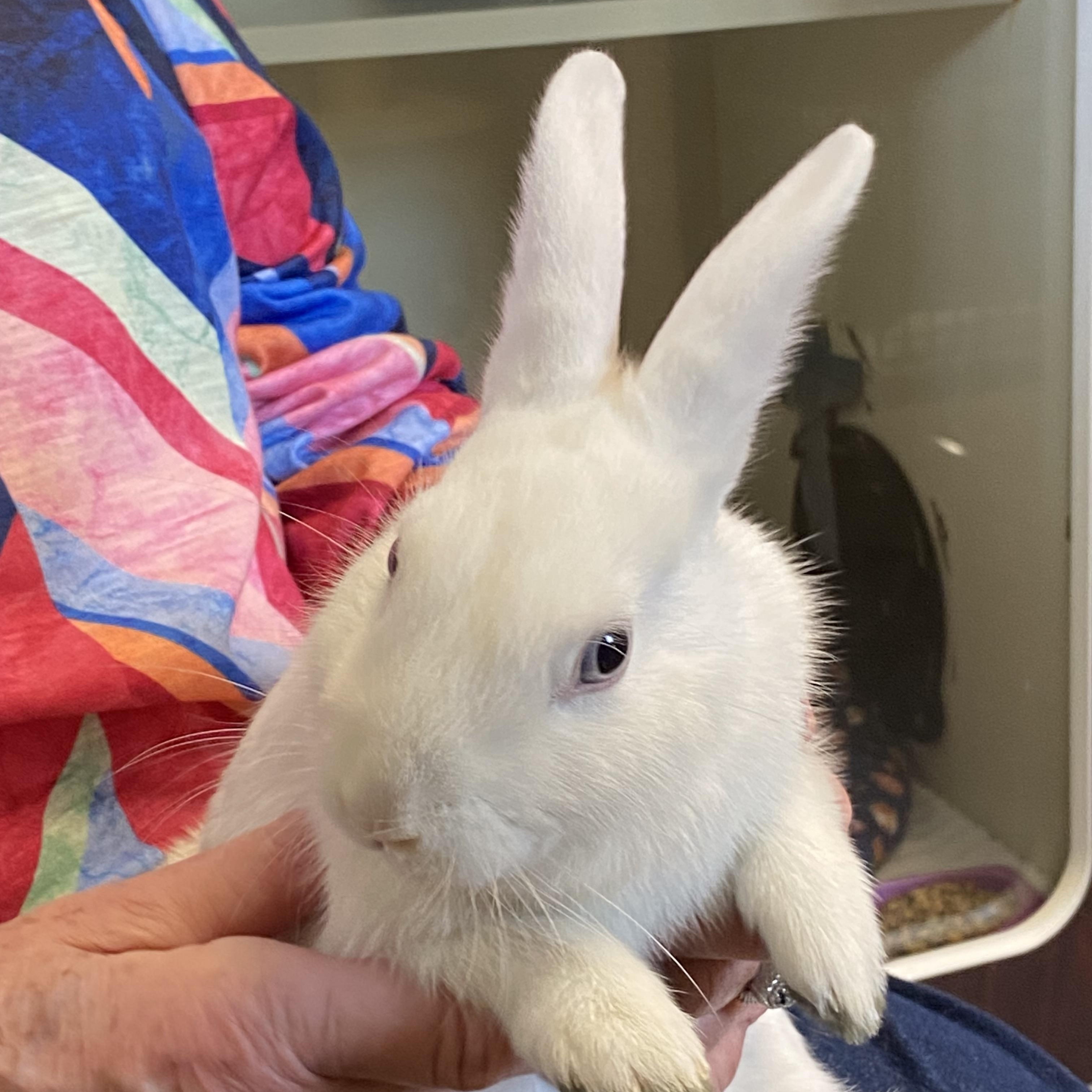 Skyler and Penelope, a Adoptable American in Somerset, NJ image 5/5