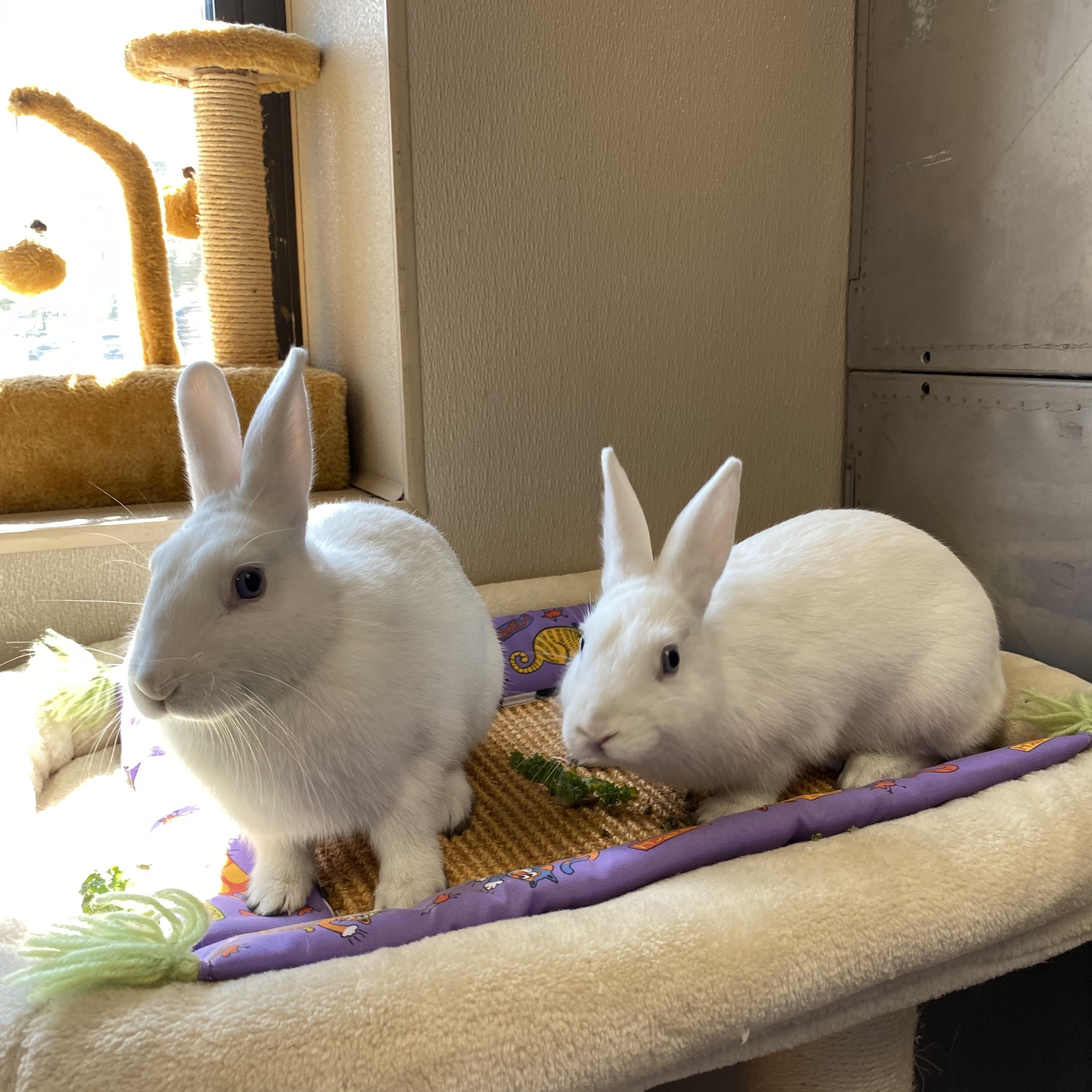 Skyler and Penelope, a Adoptable American in Somerset, NJ image 4/5