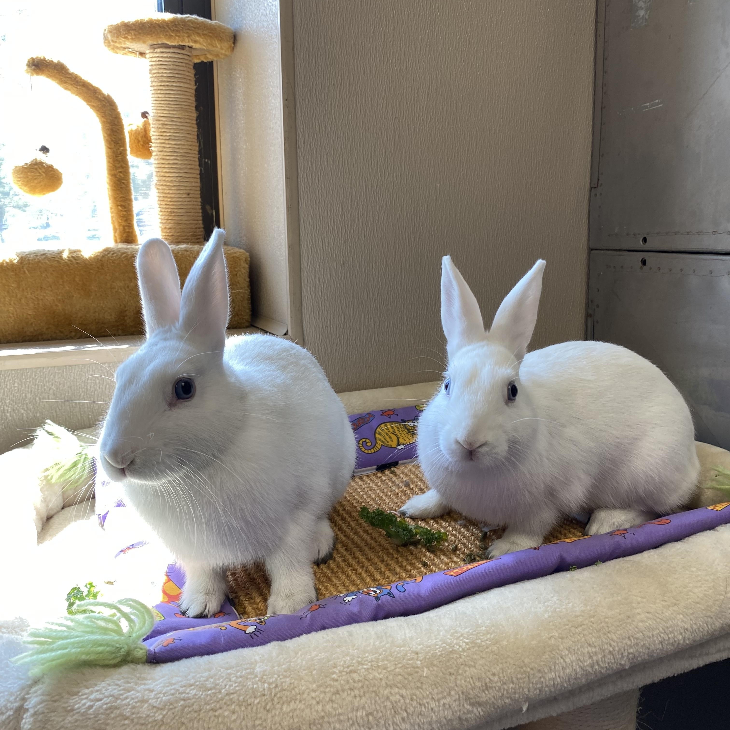 Skyler and Penelope, Adoptable, Young Female American.