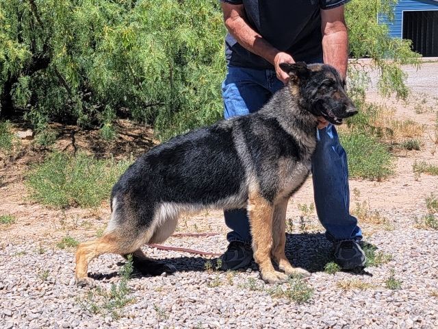 Enlarge Kara, a Adopted German Shepherd Dog in Alamogordo, NM image 1/1