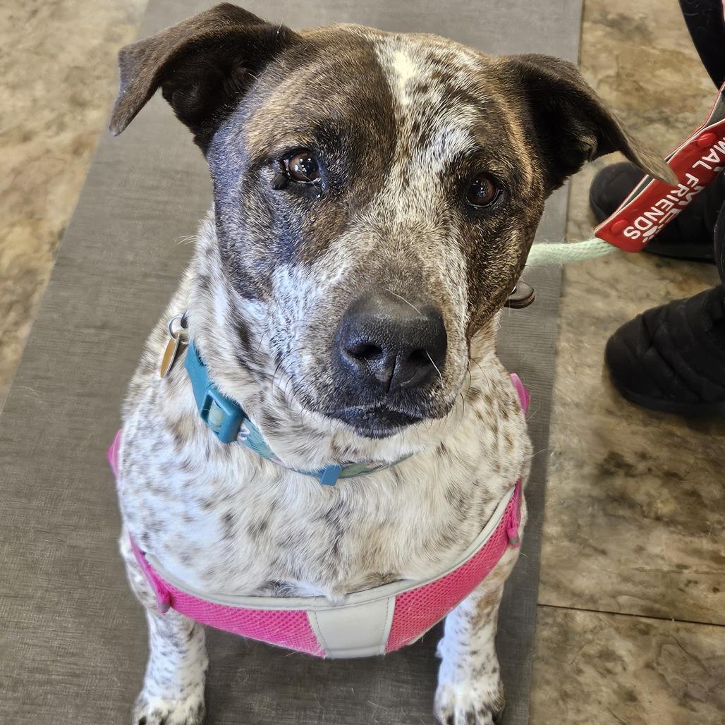 Enlarge Tia, a Adoptable Mixed Breed in Prescott, AZ image 1/6