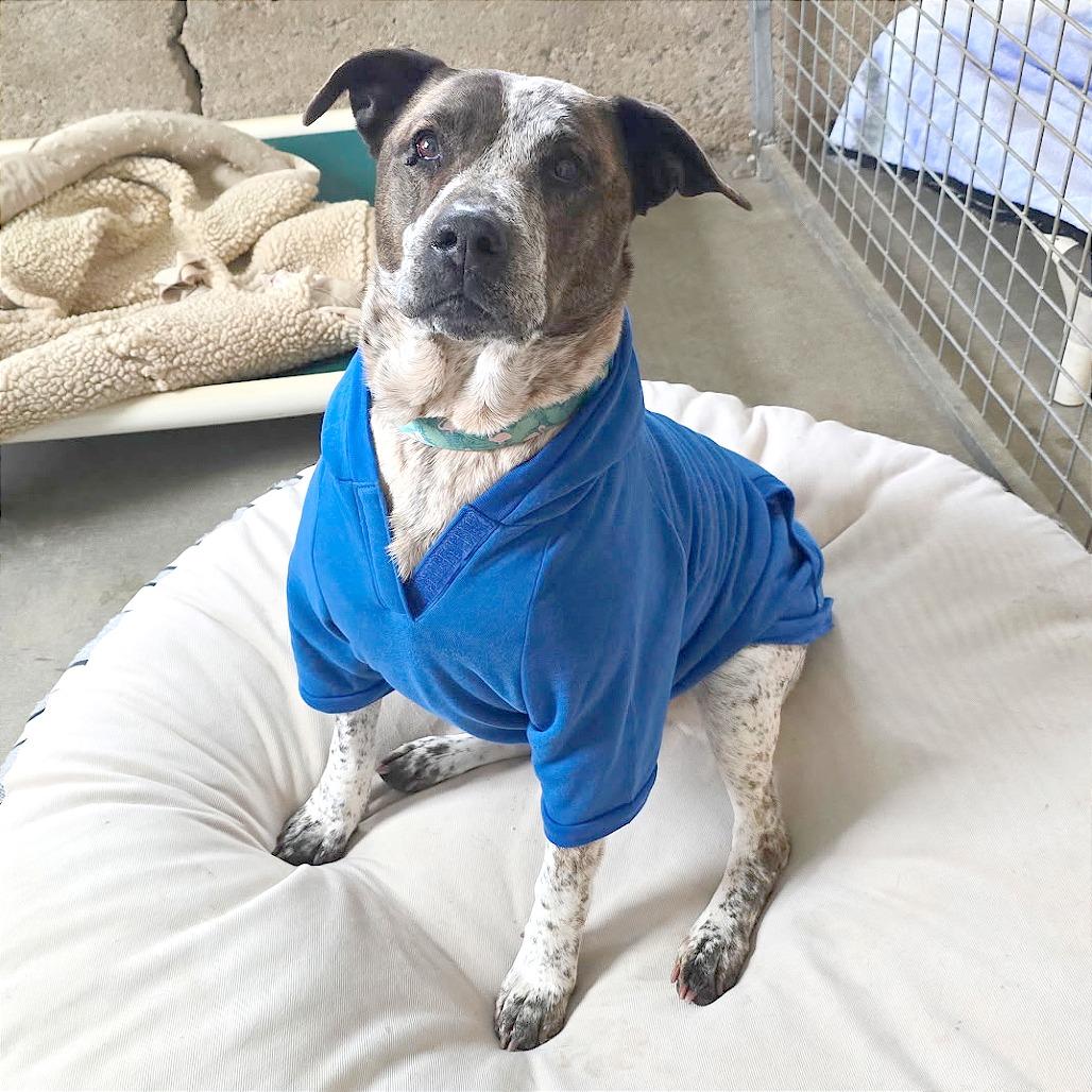 Tia, a Adoptable Mixed Breed in Prescott, AZ image 1/6