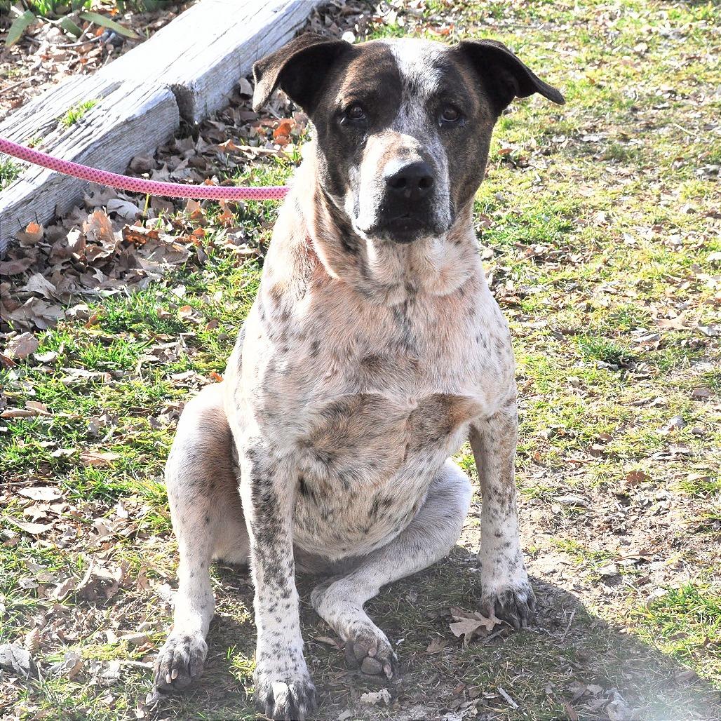 Tia, a Adoptable Mixed Breed in Prescott, AZ image 6/6