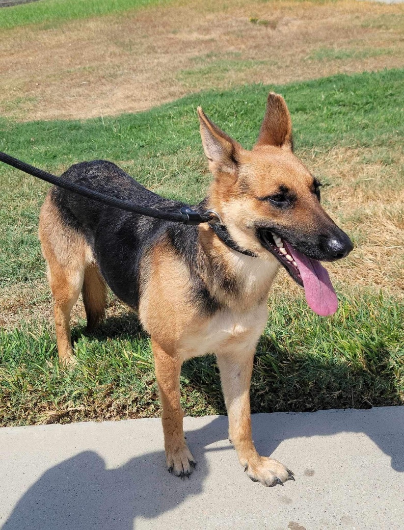 Enlarge Princess, a Adoptable mixed breed in New Rochelle, NY image 2/6