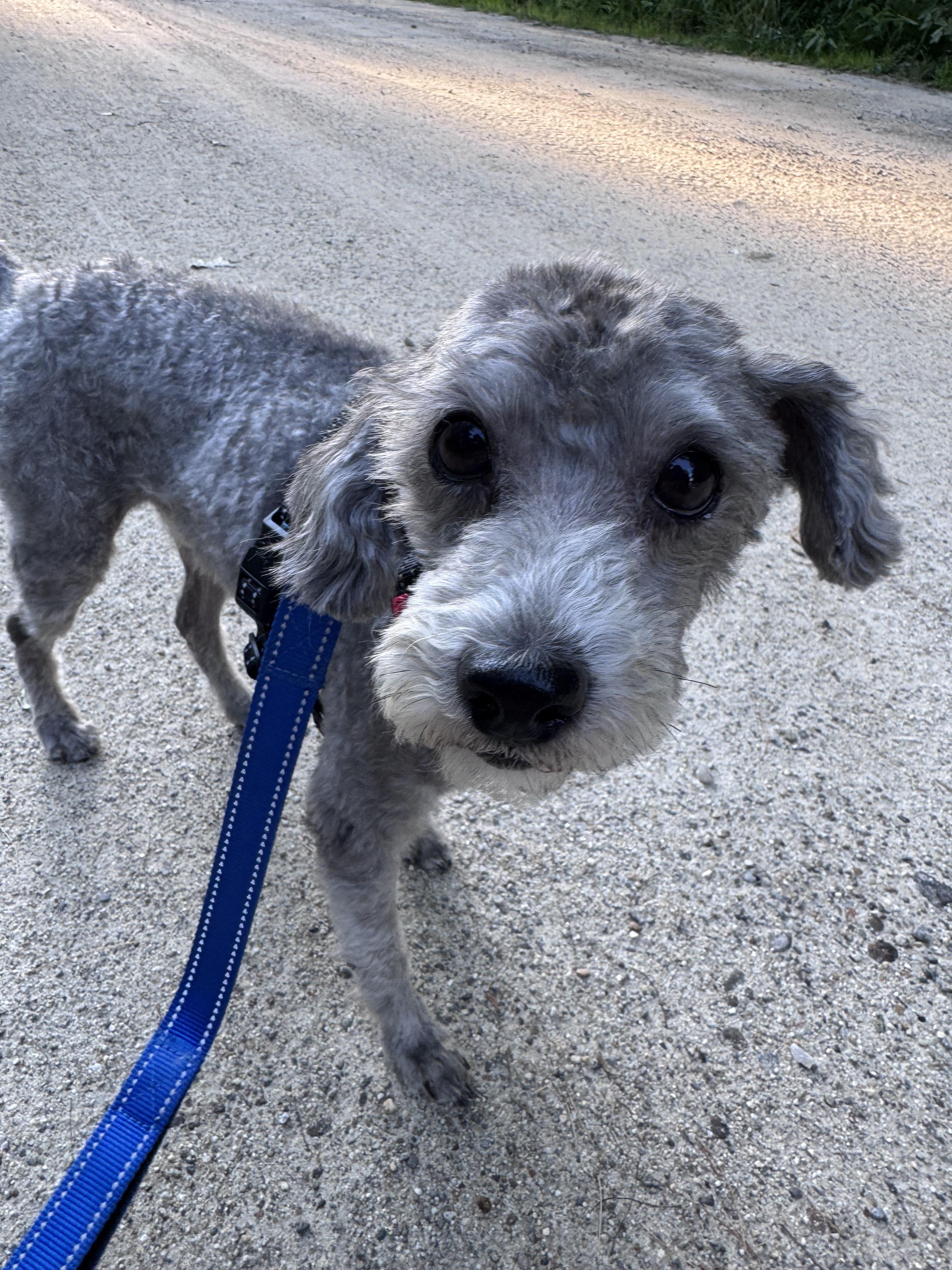 Chase, a ADOPTABLE mixed breed in Weare, NH image 6/6