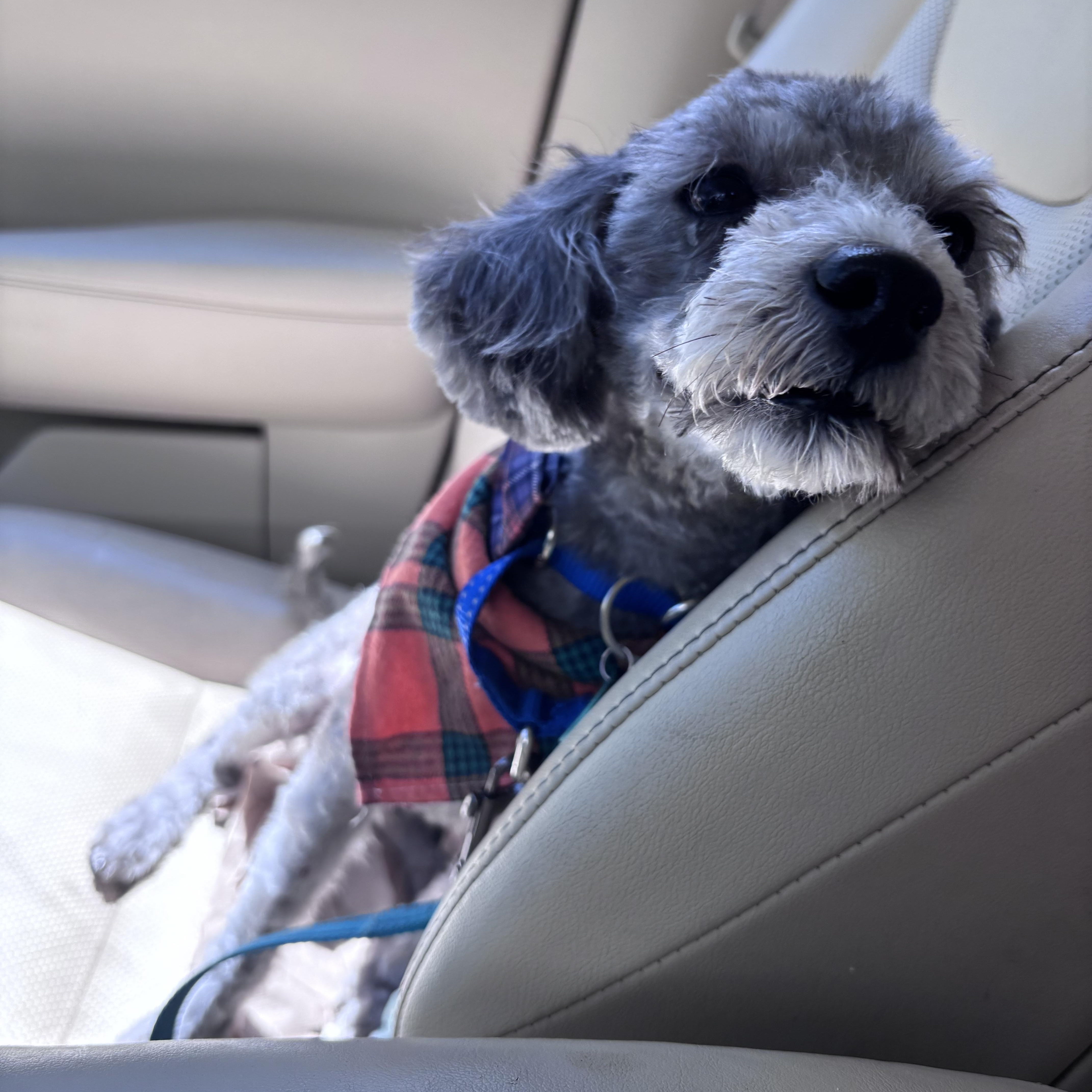 Chase, a ADOPTABLE mixed breed in Weare, NH image 2/6