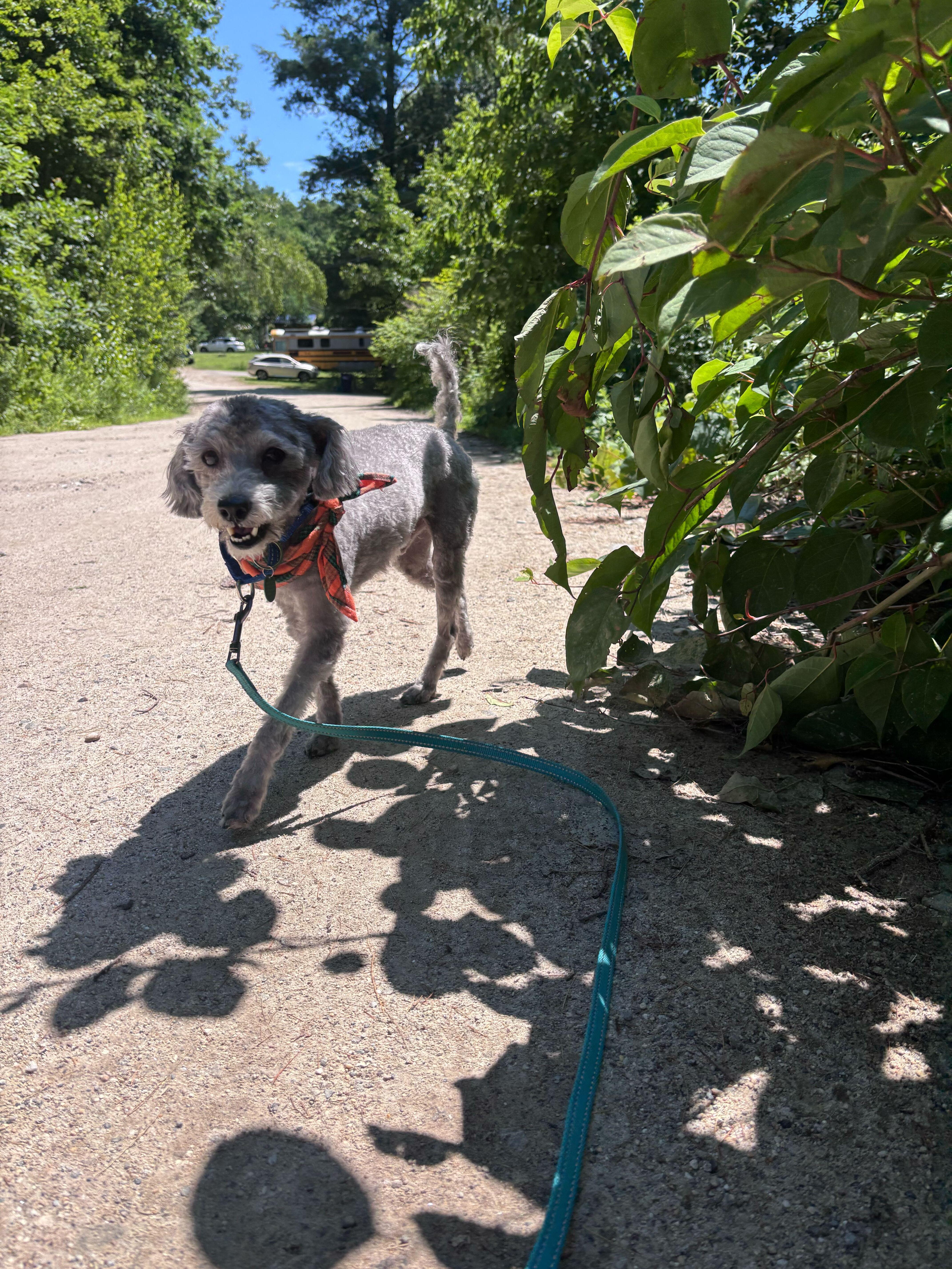 Chase, a ADOPTABLE mixed breed in Weare, NH image 3/6