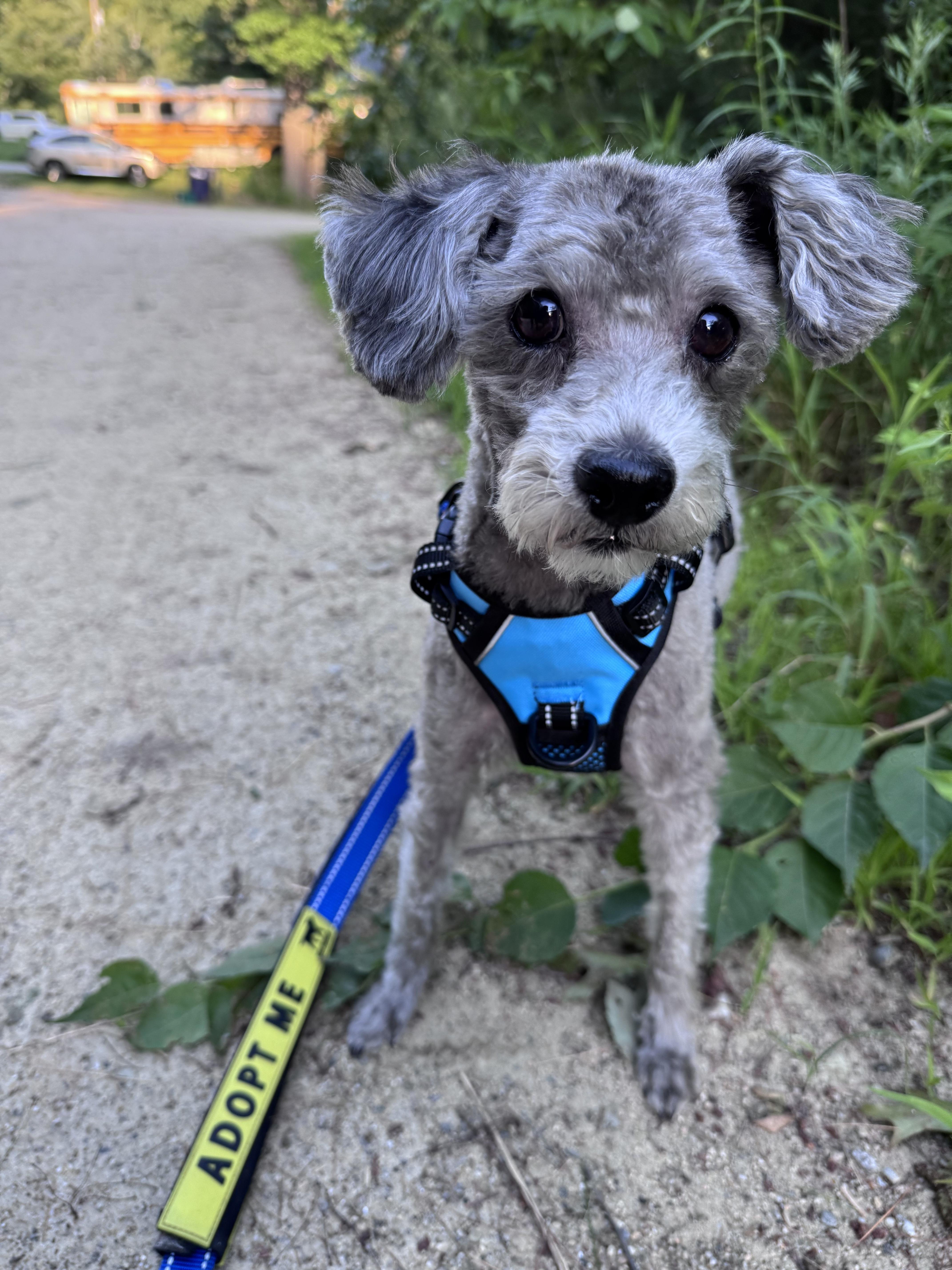 Chase, ADOPTABLE, Adult Male Maltese & Miniature Poodle.