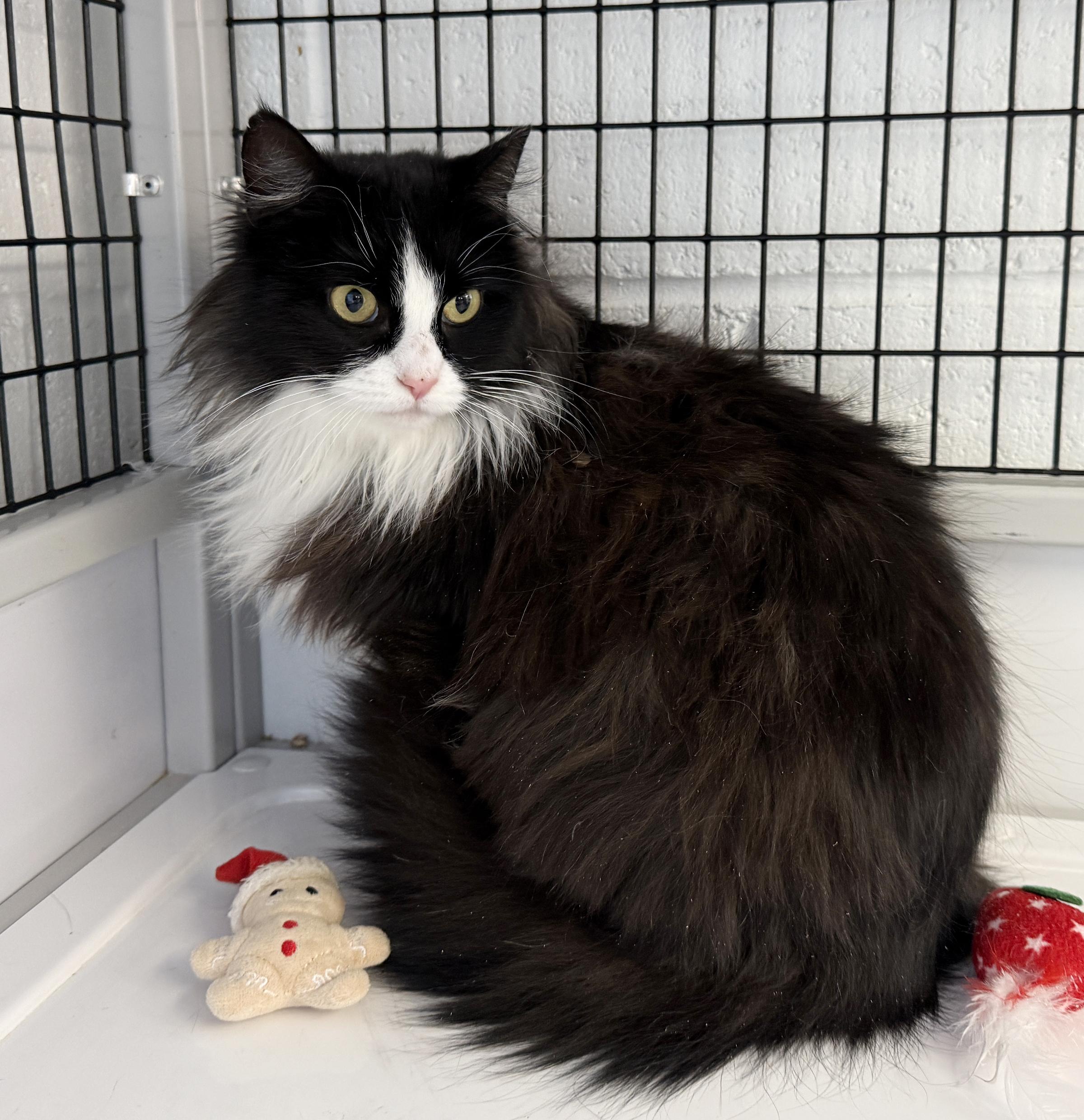 Enlarge LOCAL CAT: Holly, Lonely Lady, a ADOPTABLE mixed breed in Clayville, RI image 6/6