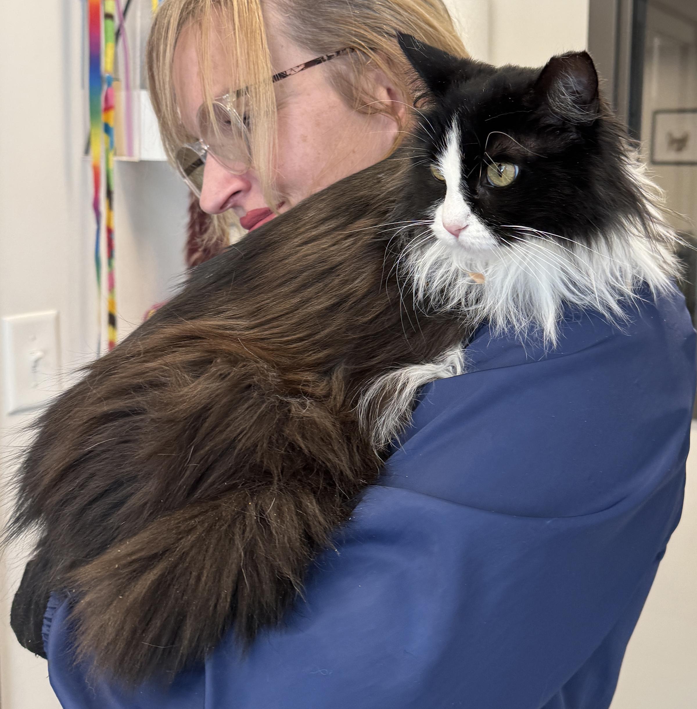 Enlarge LOCAL CAT: Holly, Lonely Lady, a ADOPTABLE mixed breed in Clayville, RI image 5/6