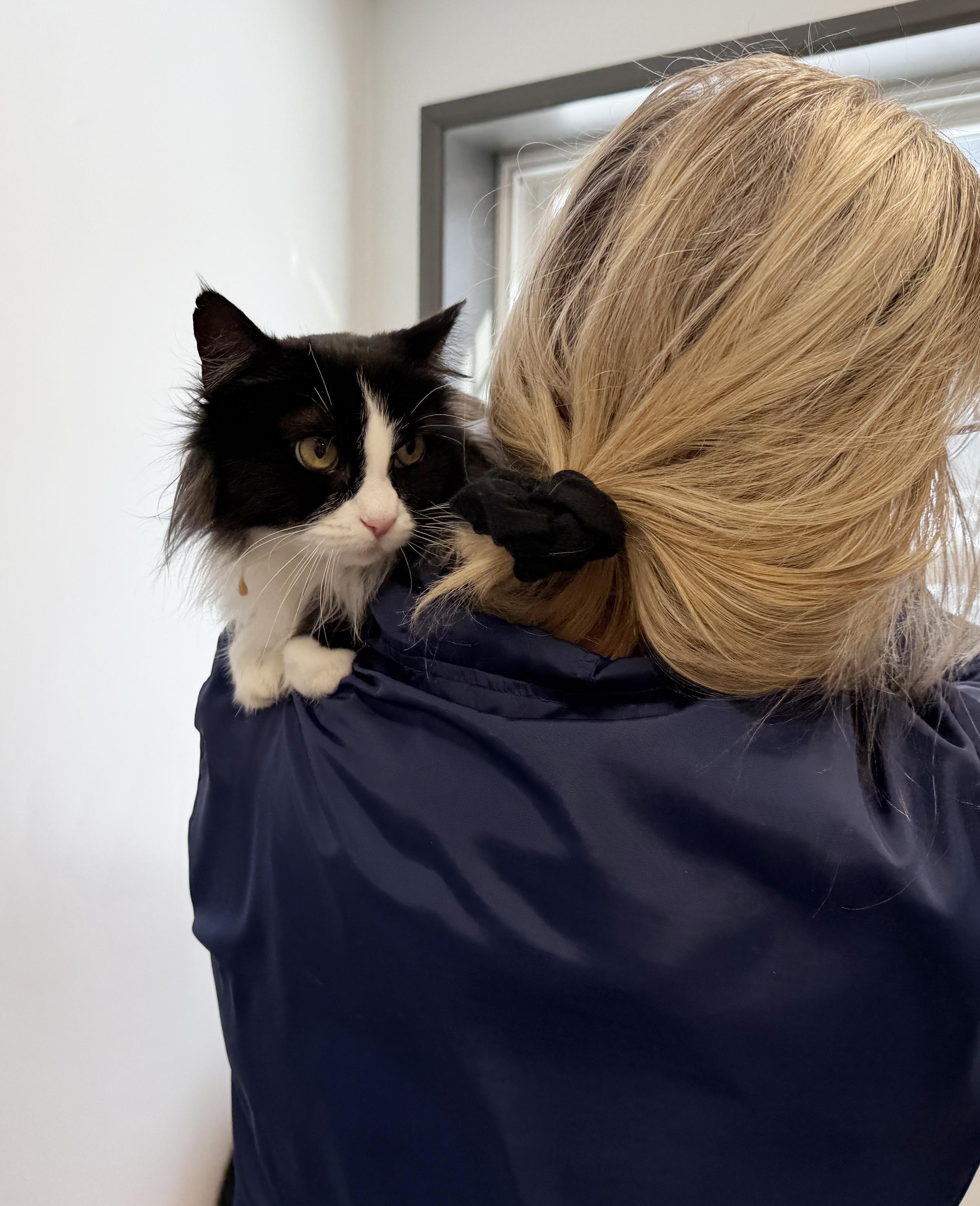 Enlarge LOCAL CAT: Holly, Lonely Lady, a ADOPTABLE mixed breed in Clayville, RI image 3/6
