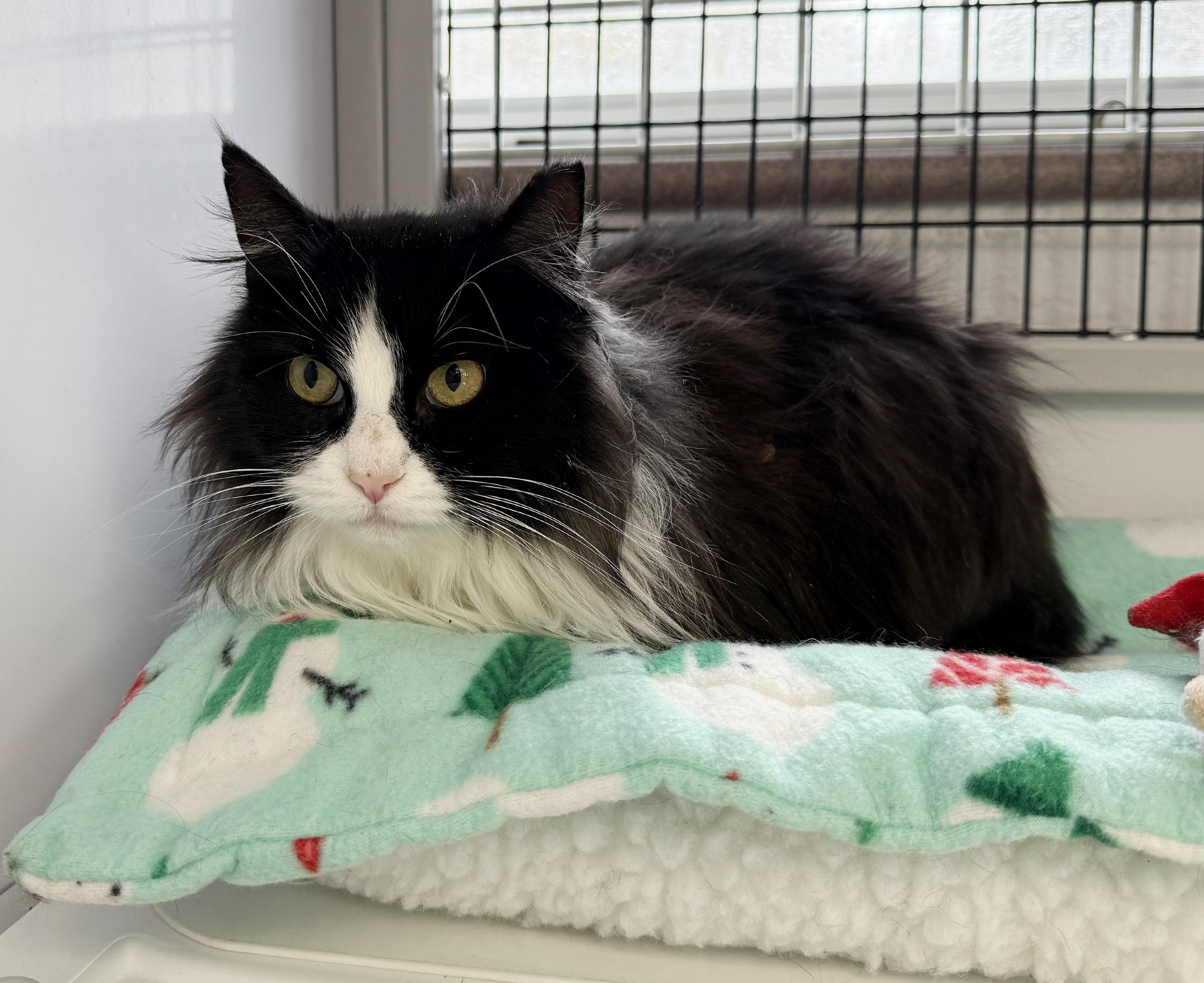 Enlarge LOCAL CAT: Holly, Lonely Lady, a ADOPTABLE mixed breed in Clayville, RI image 2/6