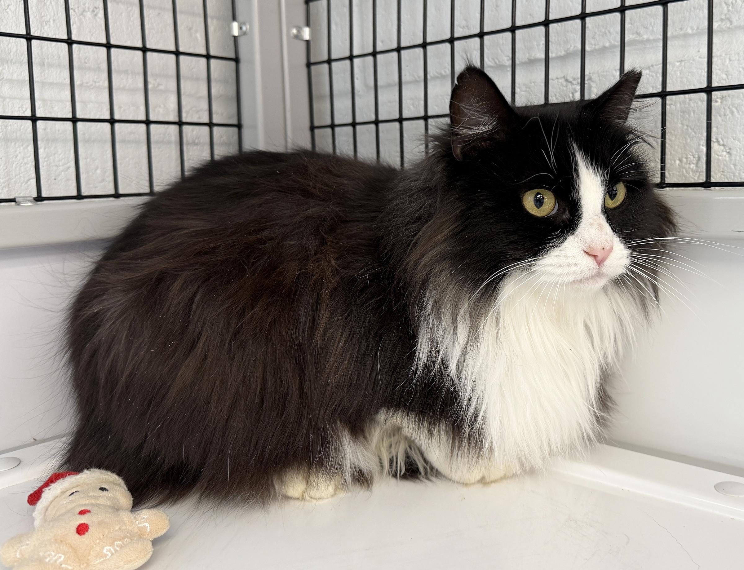 Enlarge LOCAL CAT: Holly, Lonely Lady, a ADOPTABLE mixed breed in Clayville, RI image 4/6