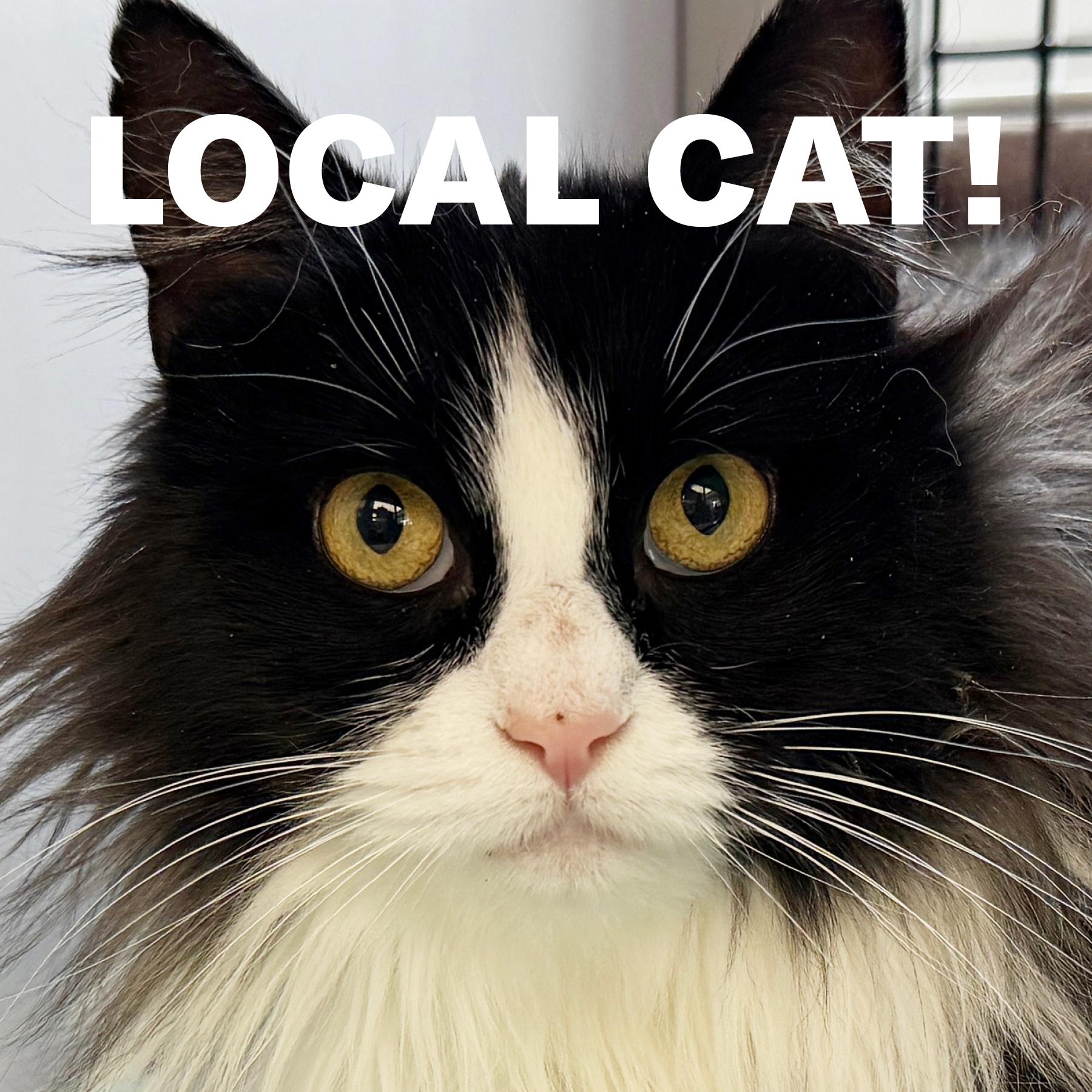 LOCAL CAT: Holly, Lonely Lady, ADOPTABLE, Adult Female Domestic Long Hair.